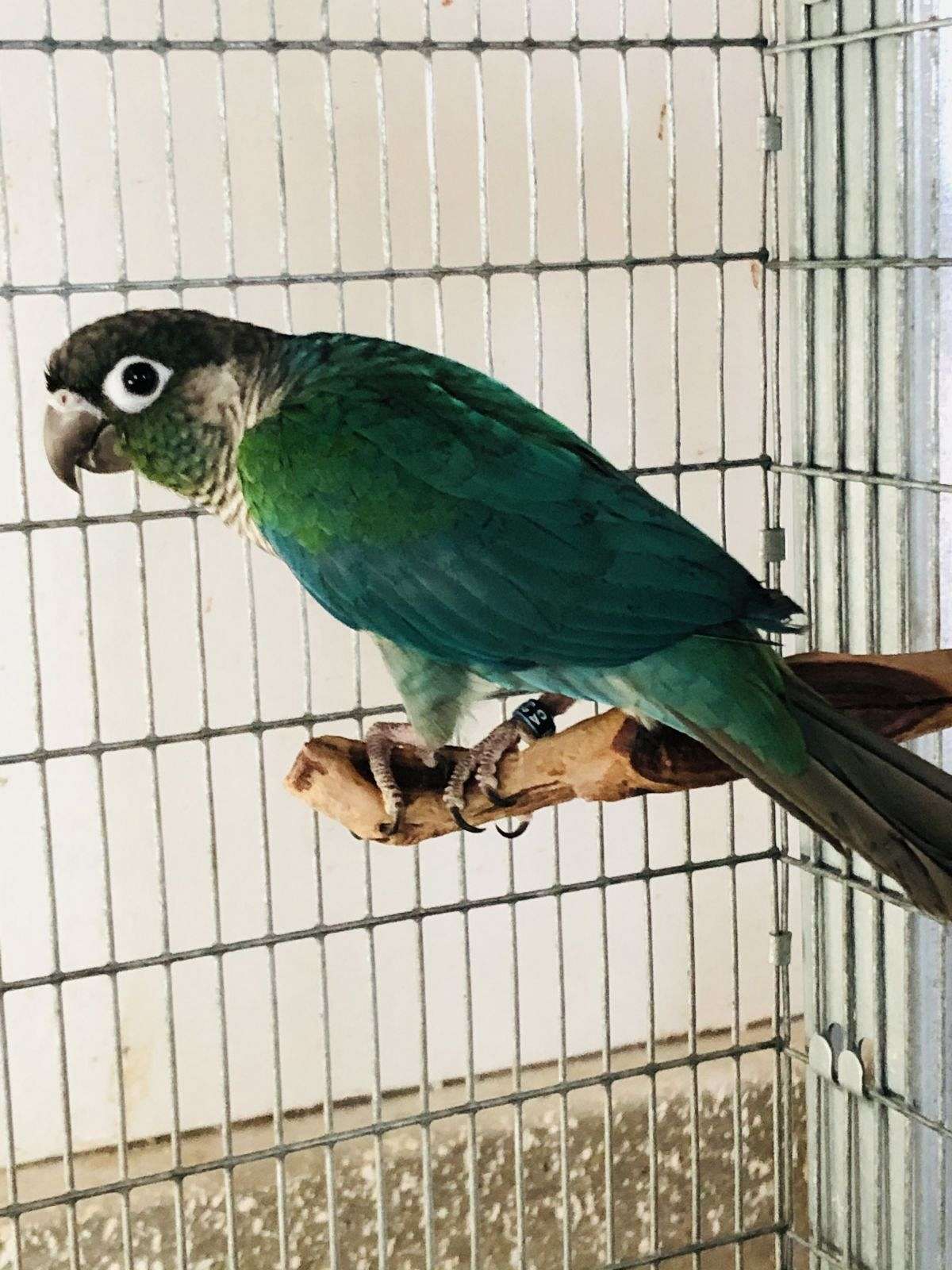 1200x1600 Turquoise Green Cheeked Conure Wallpaper