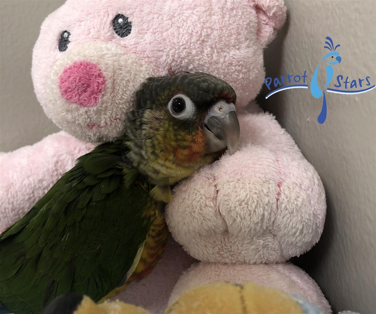 1200x1000 Baby Green Cheek Conure