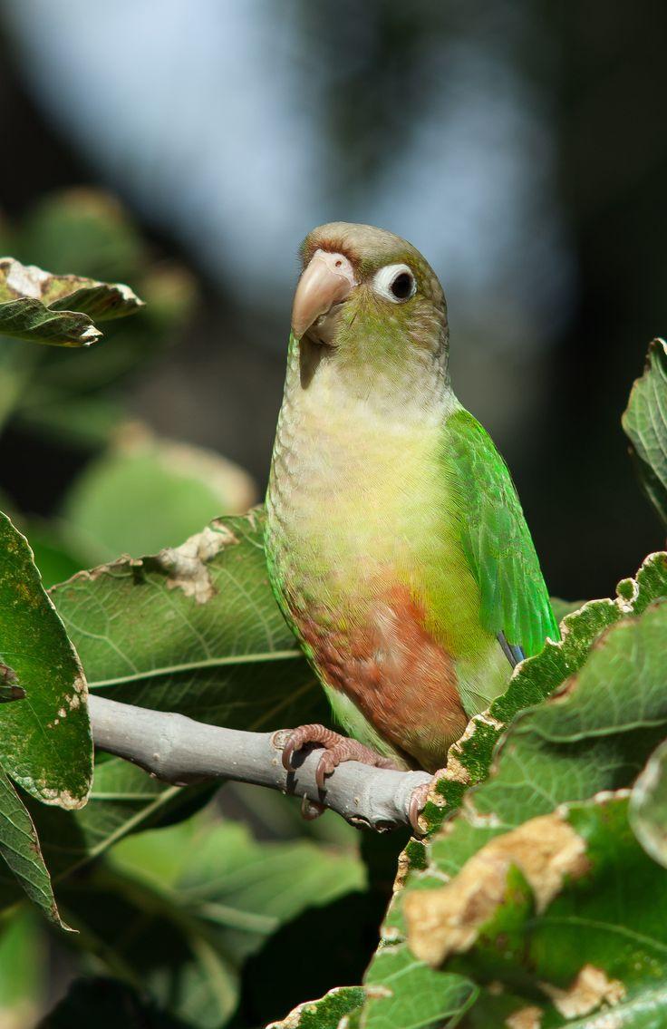 736x1135 green cheek on a tree. Pet birds, Conure bird, Cute birds
