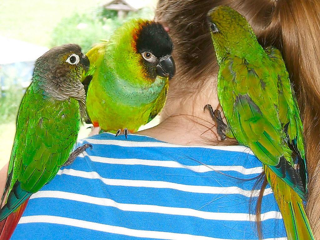 1024x768 Green Cheek x Nanday & Family. Miracle is a hybri