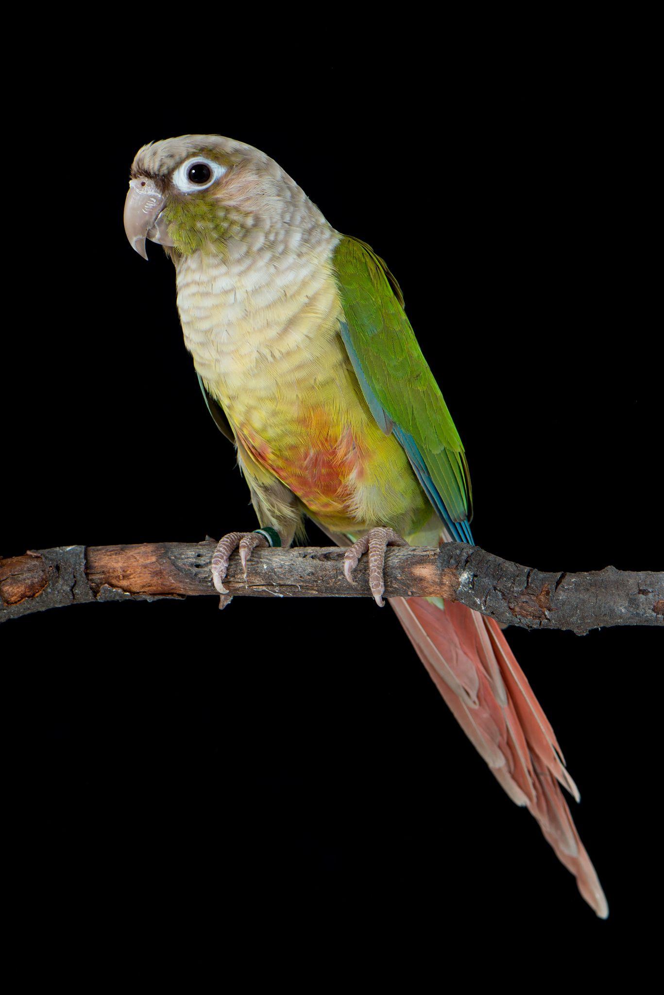 1367x2048 Cinnamon Green Cheek Conure. Conure, Conure Parrots, Conure Bird