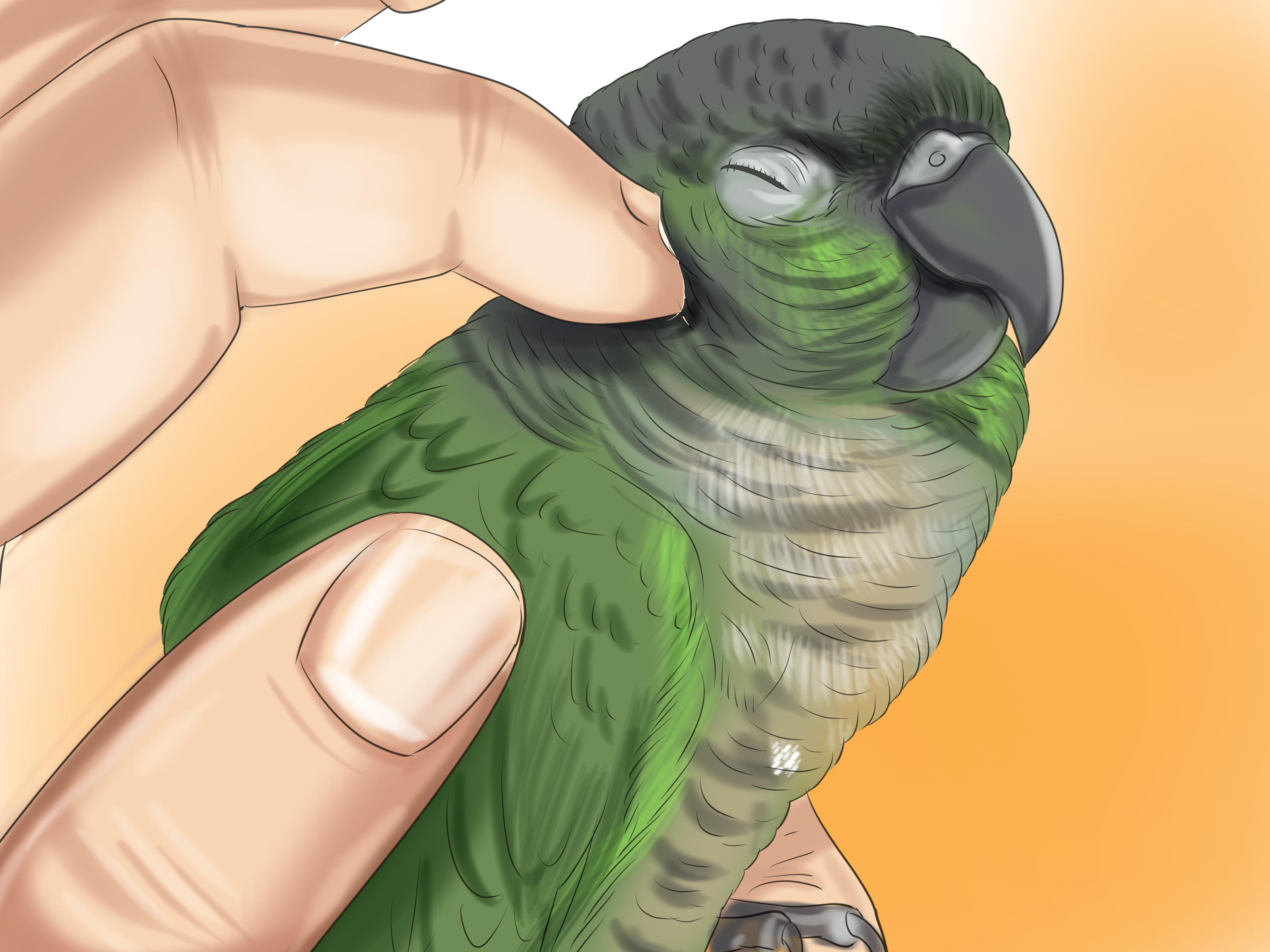 3200x2400 How to Care for a Conure (with Picture)