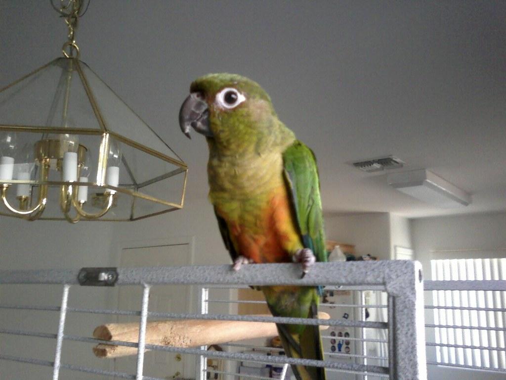 1024x768 Green Cheek x Sun Conure. Coda is a hybrid conure. H