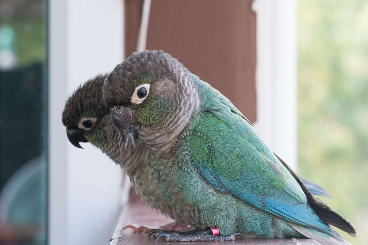 1200x799 Turquoise Green Cheeked Conure Wallpaper