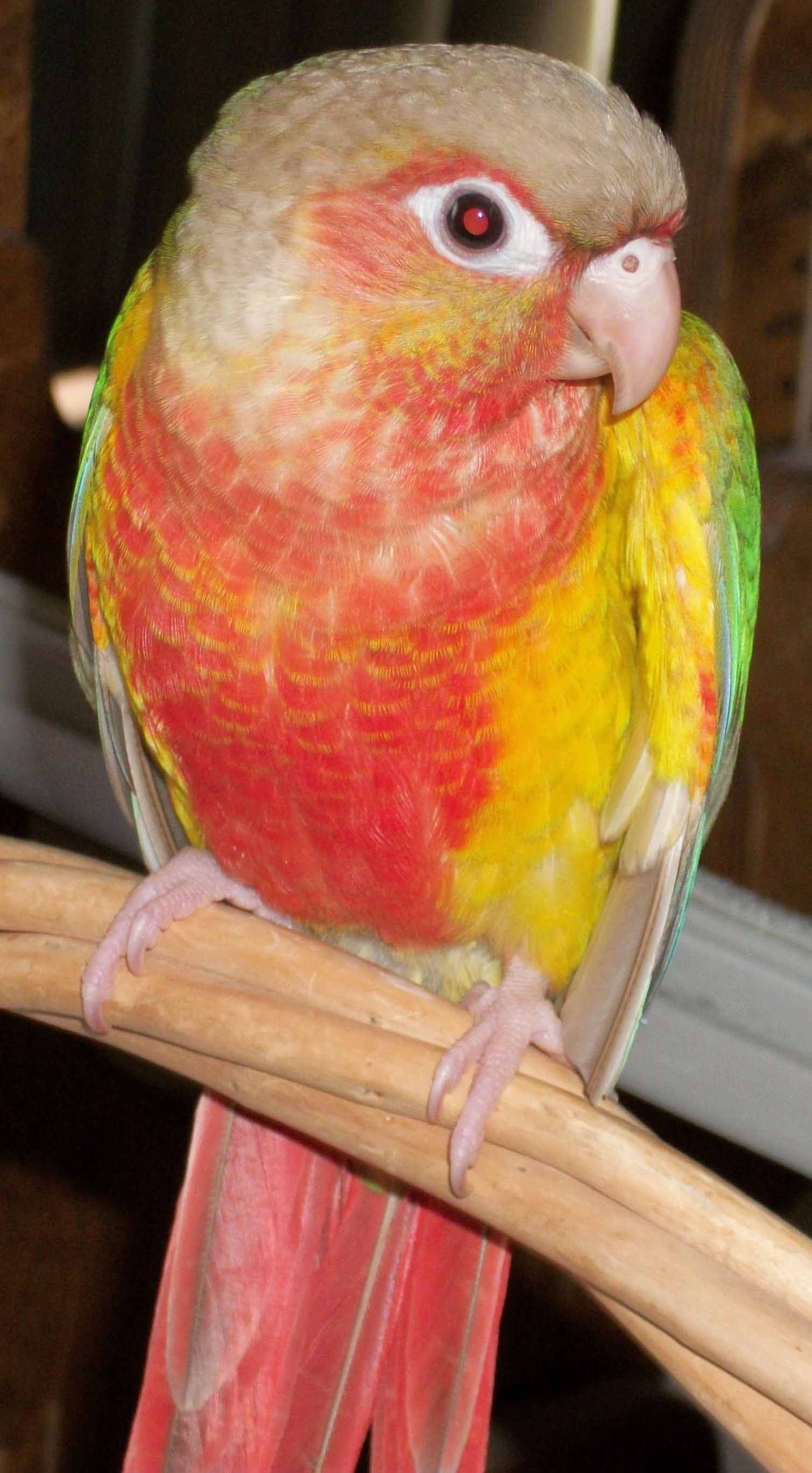 1509x2735 Green Cheeked Conure Facts, Habitat, Diet, Adaptations, Picture