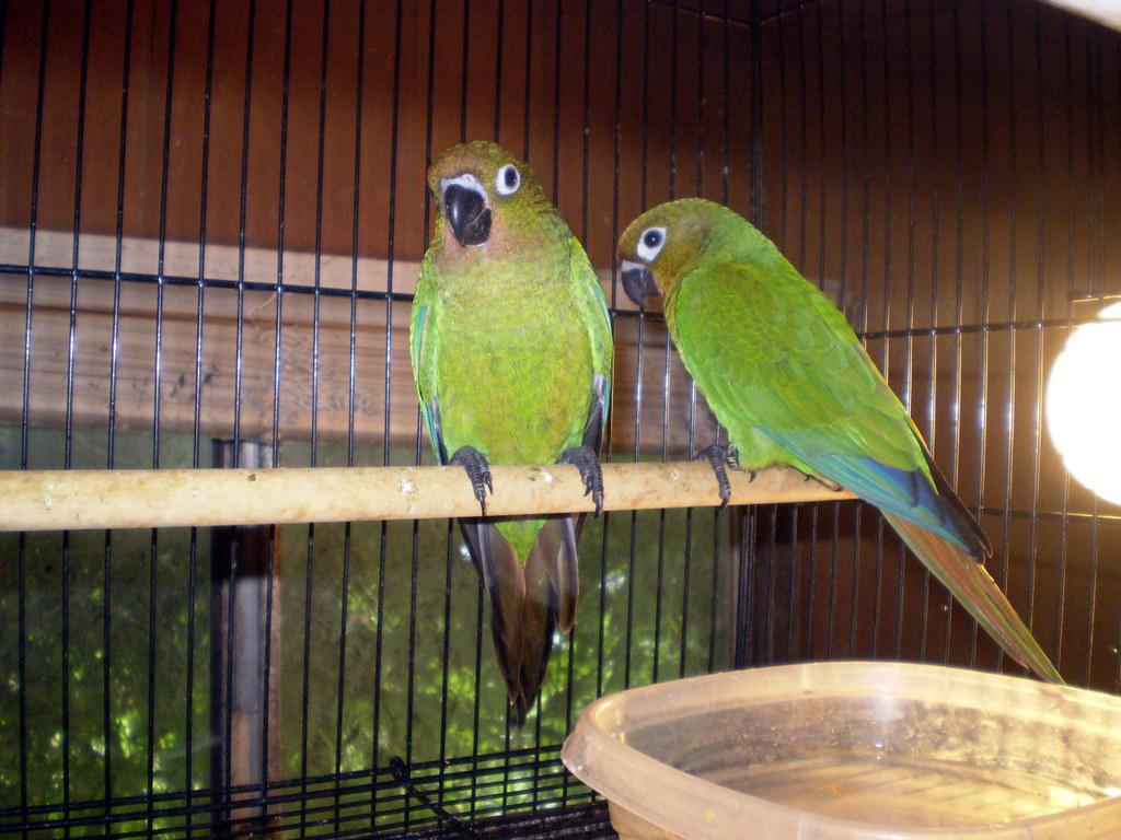 1024x768 Dusky x Green Cheek Conure. Dusky Conure and Green Cheek Co