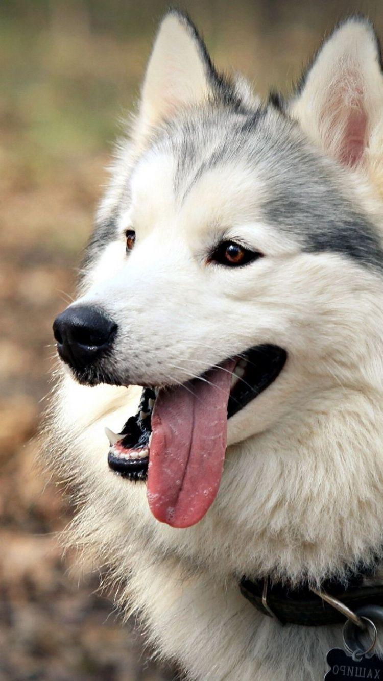 750x1334 Download 750x1334 Wallpaper Saarloos Wolfdog, Dog Breed, Husky