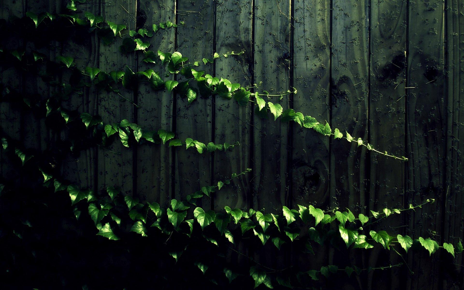 1920x1200 Dark Garden Wallpaper