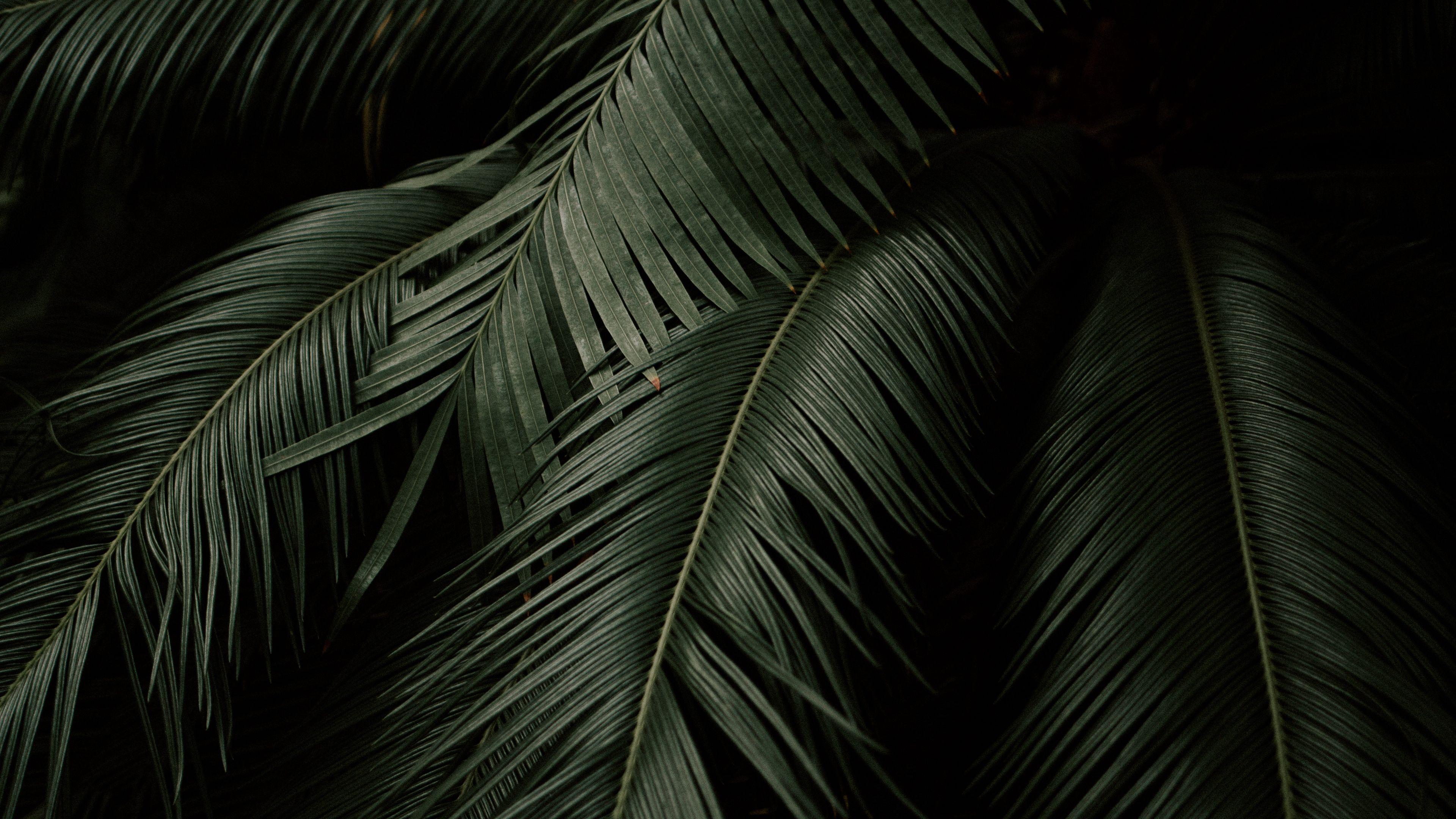 3840x2160 Full HD 1080p botanical garden wallpaper free download