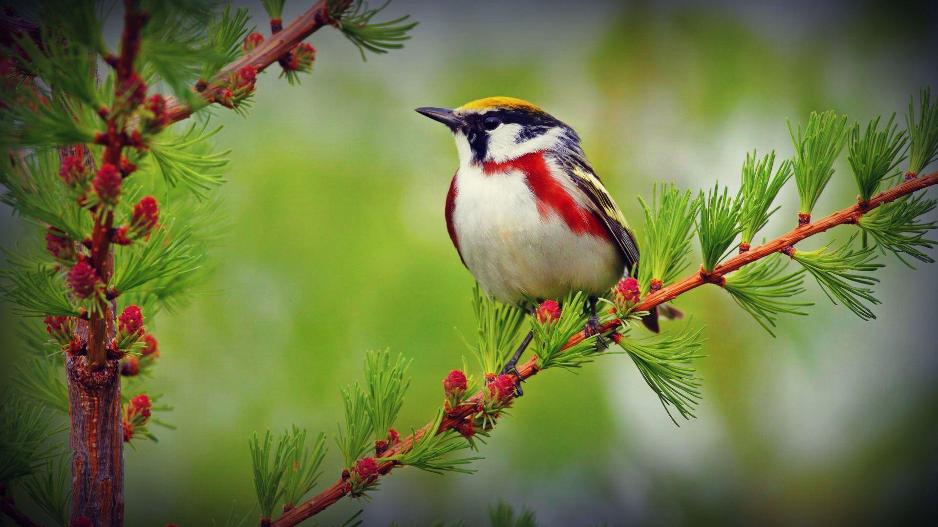 HD Birds Wallpapers Top Free HD Birds Backgrounds WallpaperAccess