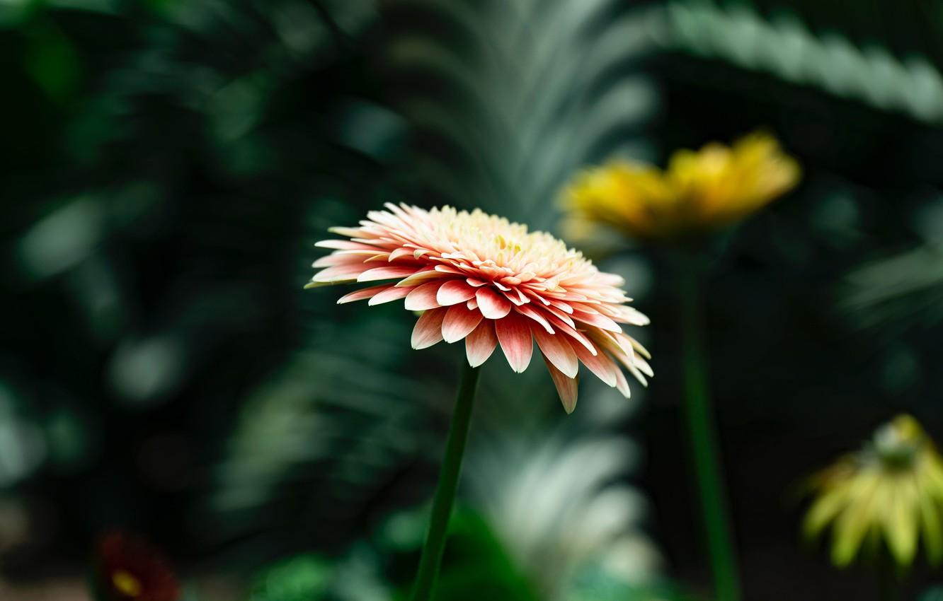 1332x850 Wallpaper flower, leaves, the dark background, garden, bokeh, blurred background, chrysanthemum image for desktop, section цветы