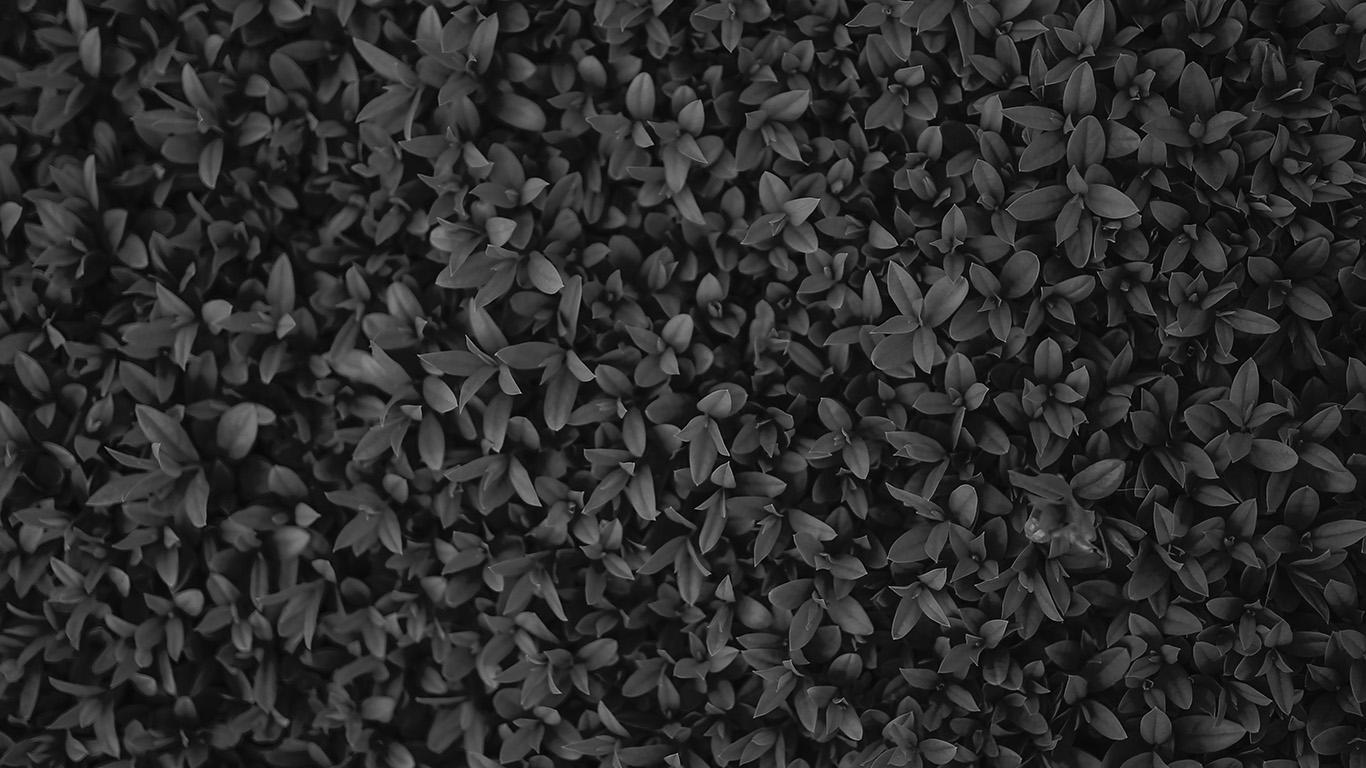 1366x768 wallpaper for desktop, laptop. nature dark bw leaf grass garden flower pattern