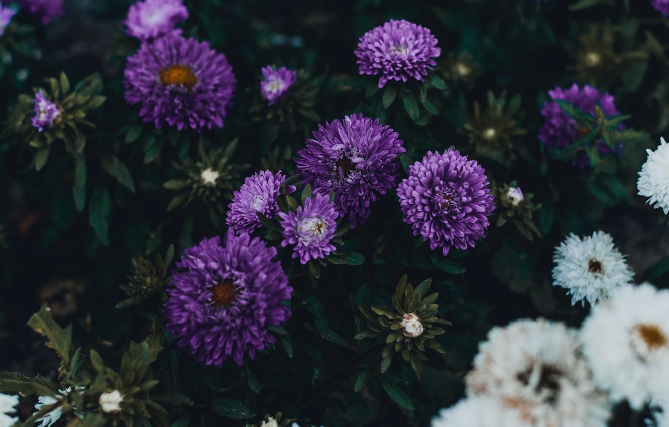 1332x850 Wallpaper leaves, flowers, the dark background, garden, purple, white, lilac, autumn, asters, Terry image for desktop, section цветы
