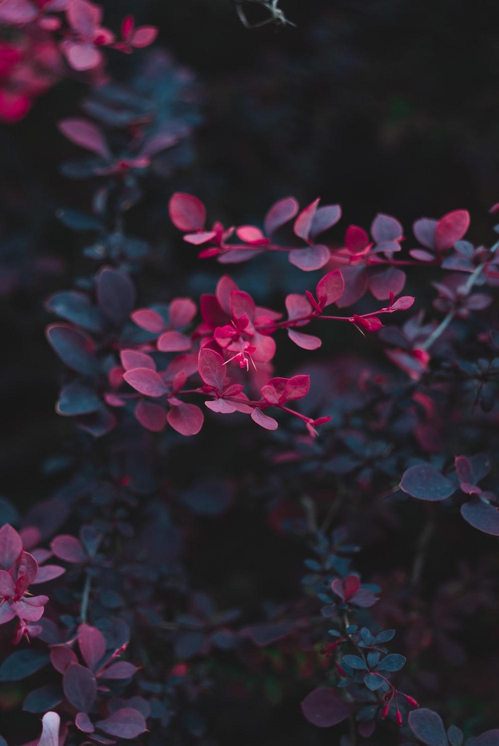 1000x1494 Dark Flowers Picture. Download Free Image