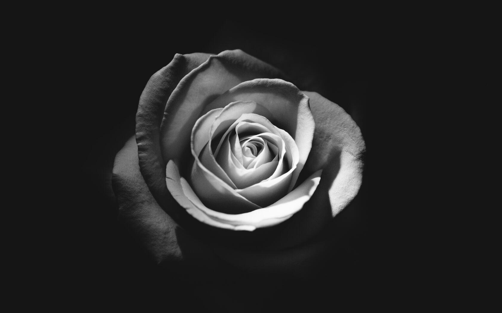 1680x1050 Rose Dark 5k 1680x1050 Resolution HD 4k Wallpaper, Image, Background, Photo and Picture