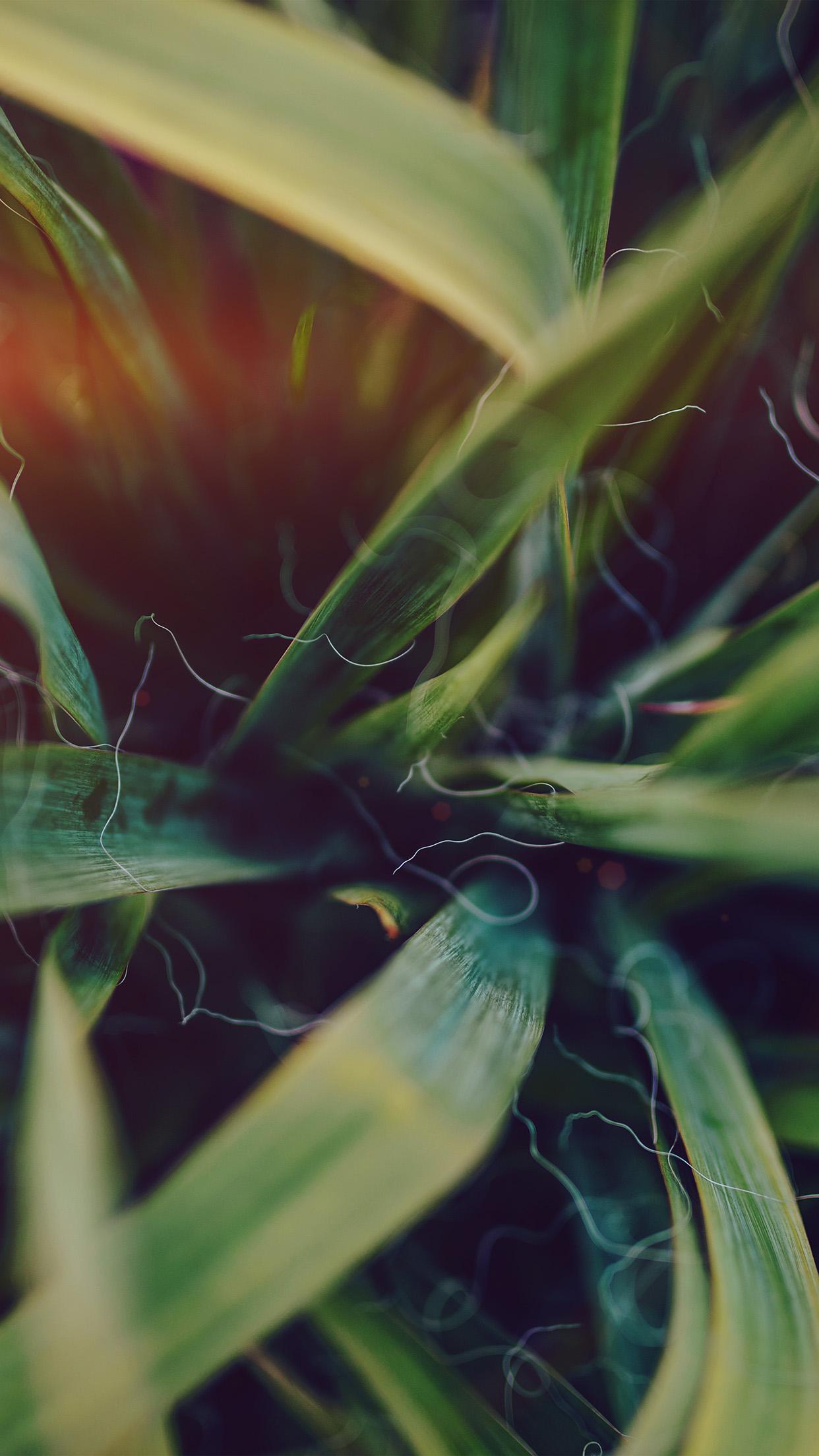 1242x2208 garden leaf flower green bokeh nature flare dark