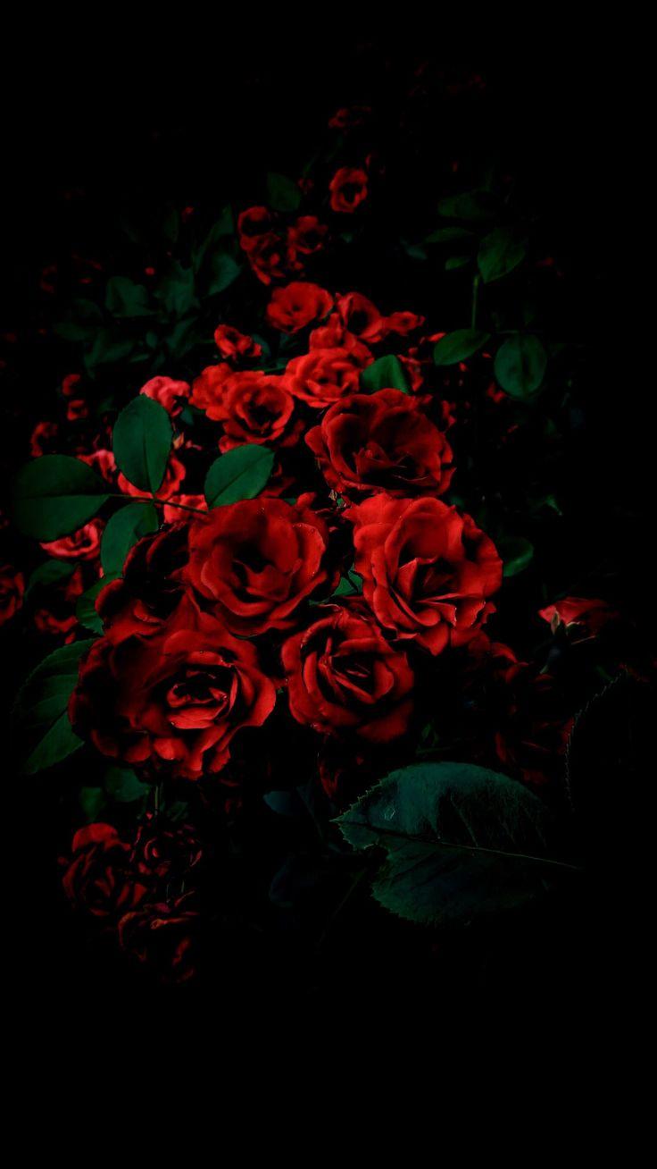 736x1308 MARIE ANTOINETTE. Wallpaper Nature Flowers, Flowers Photography Wallpaper, Flower Background Wallpaper