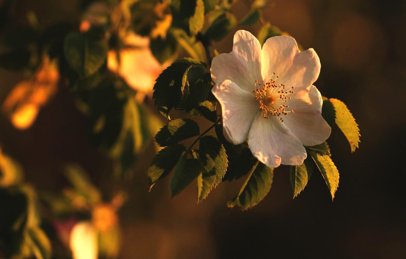 1332x850 Wallpaper white, flower, leaves, light, flowers, the dark background, Bush, branch, garden, briar image for desktop, section цветы
