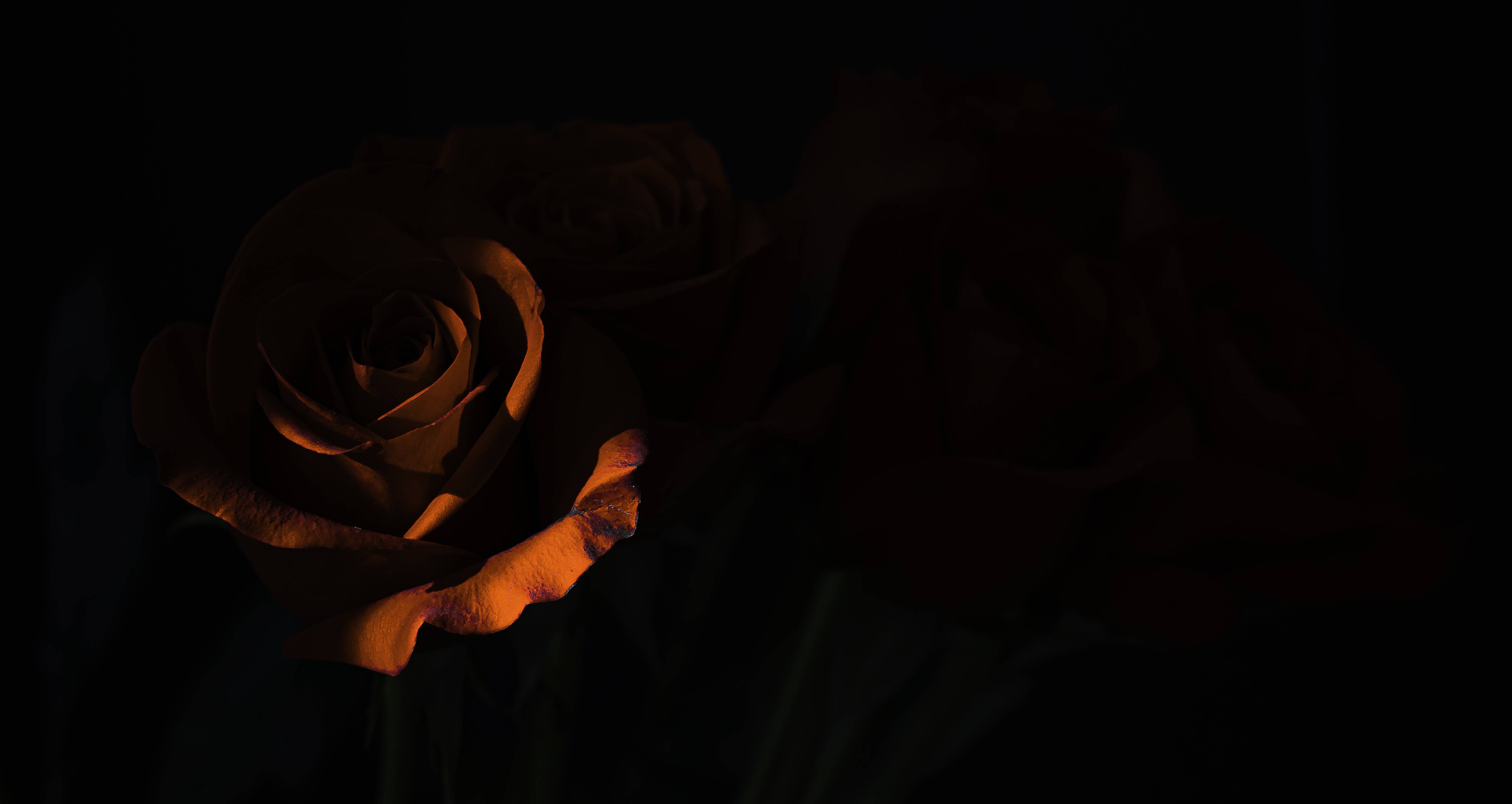 5283x2808 Morning Rose Dark 5k 1600x900 Resolution HD 4k Wallpaper, Image, Background, Photo and Picture
