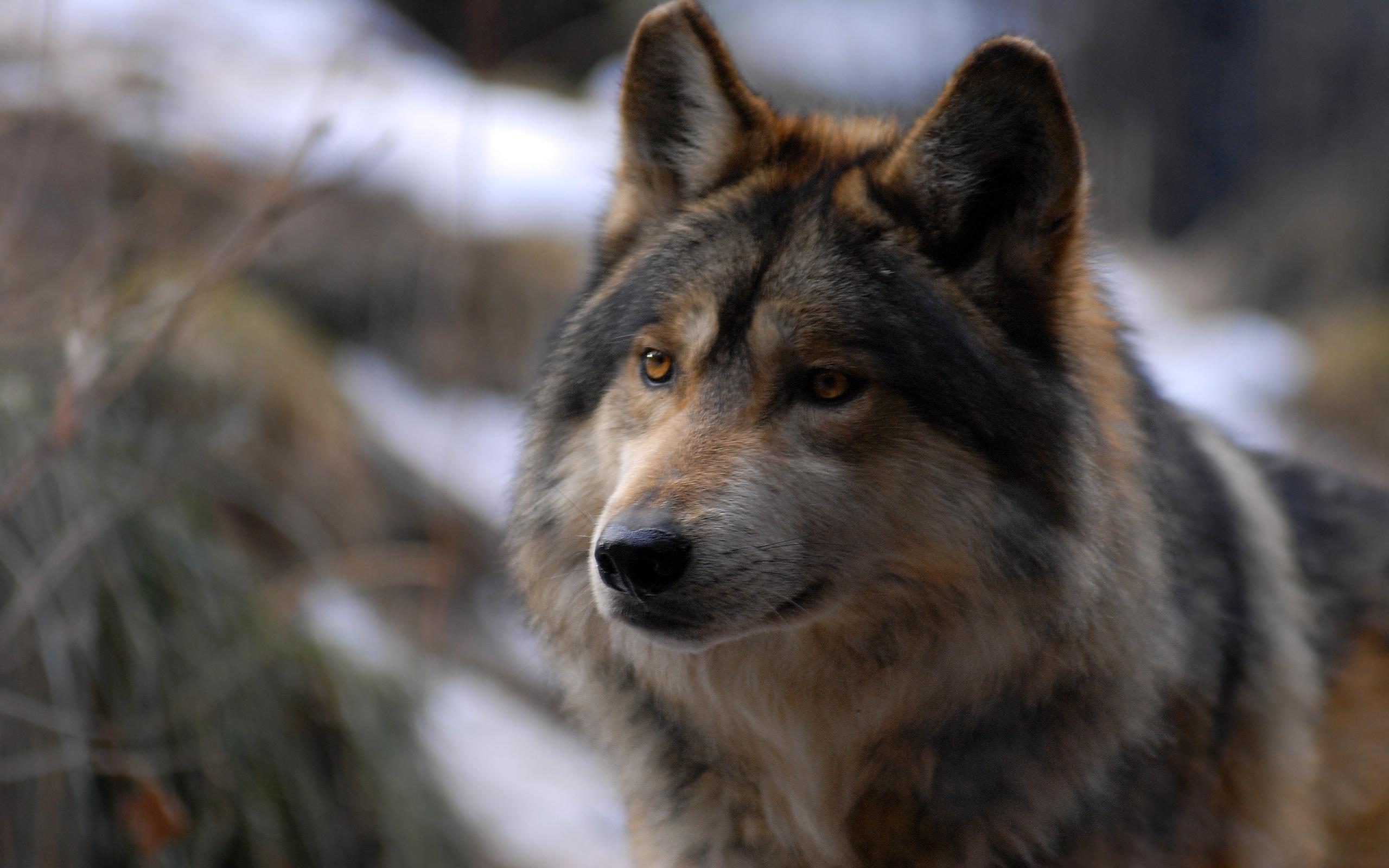 2560x1600 Wolf HD Wallpaper