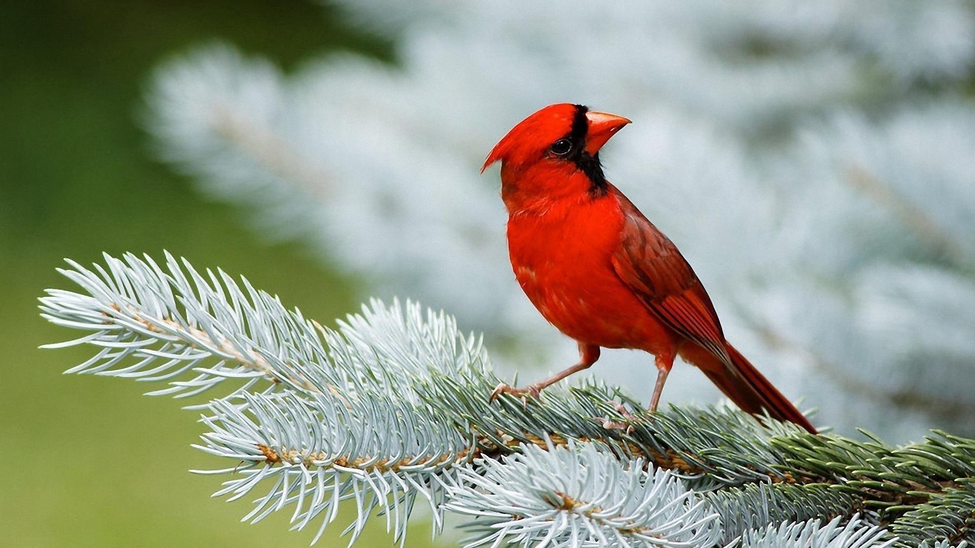 1920x1080 Red Cardinal Bird.  Beak Freak.  Chim hồng y, Chim, Chim đẹp