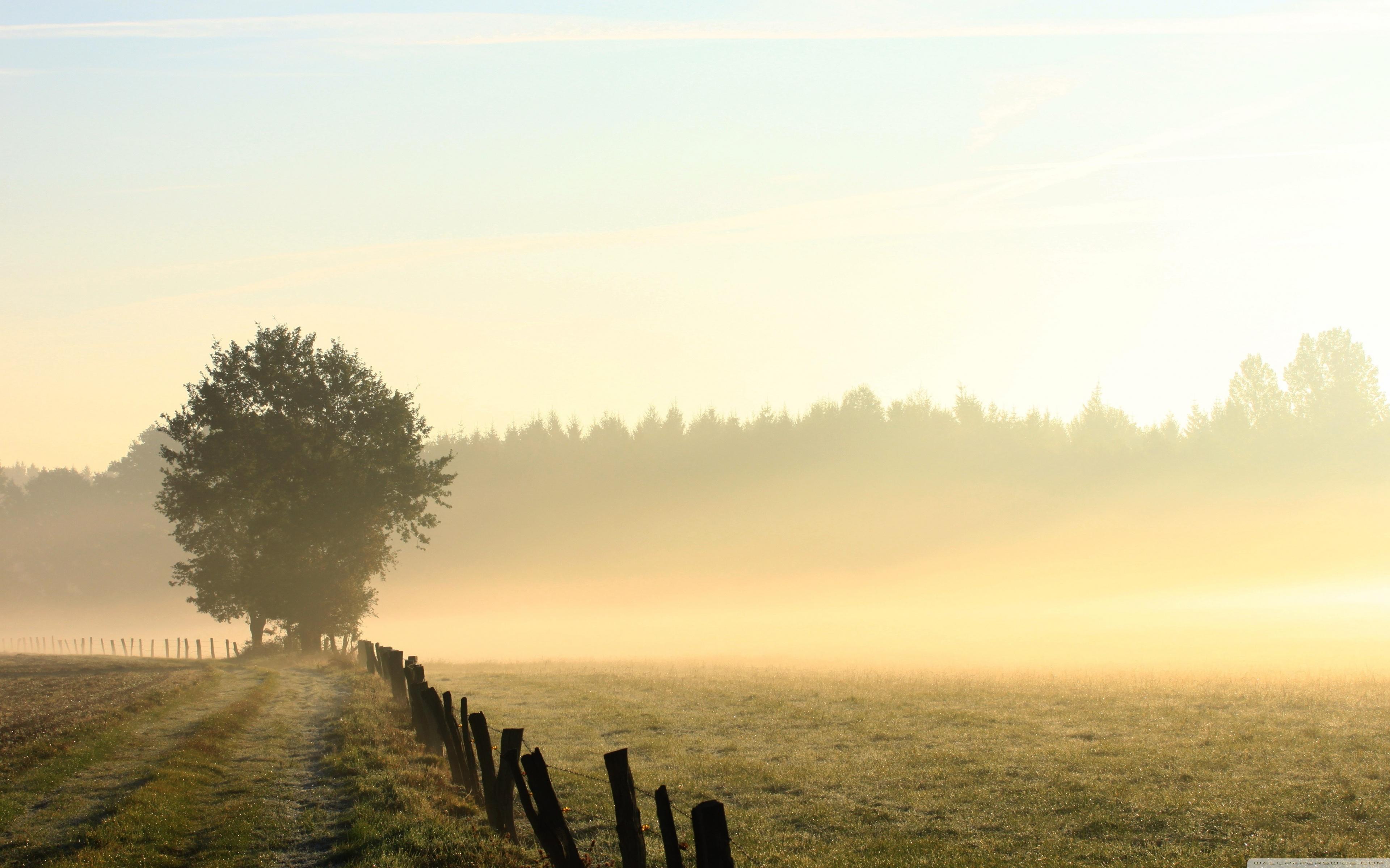 3840x2400 Foggy Field, Morning Ultra HD Desktop Background Wallpaper for 4K UHD TV : Multi Display, Dual Monitor : Tablet