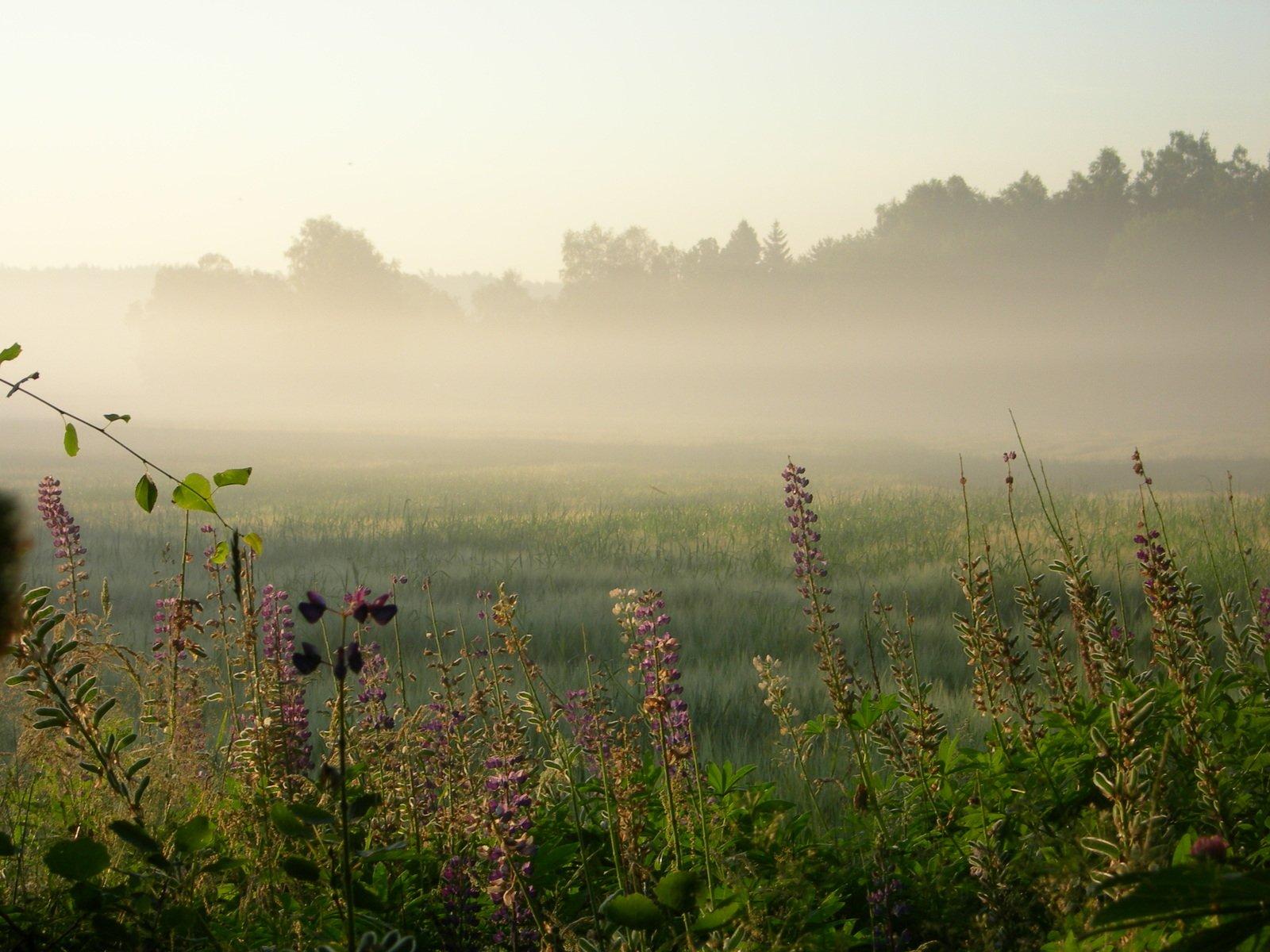 Foggy Field Wallpapers - Top Free Foggy Field Backgrounds - WallpaperAccess
