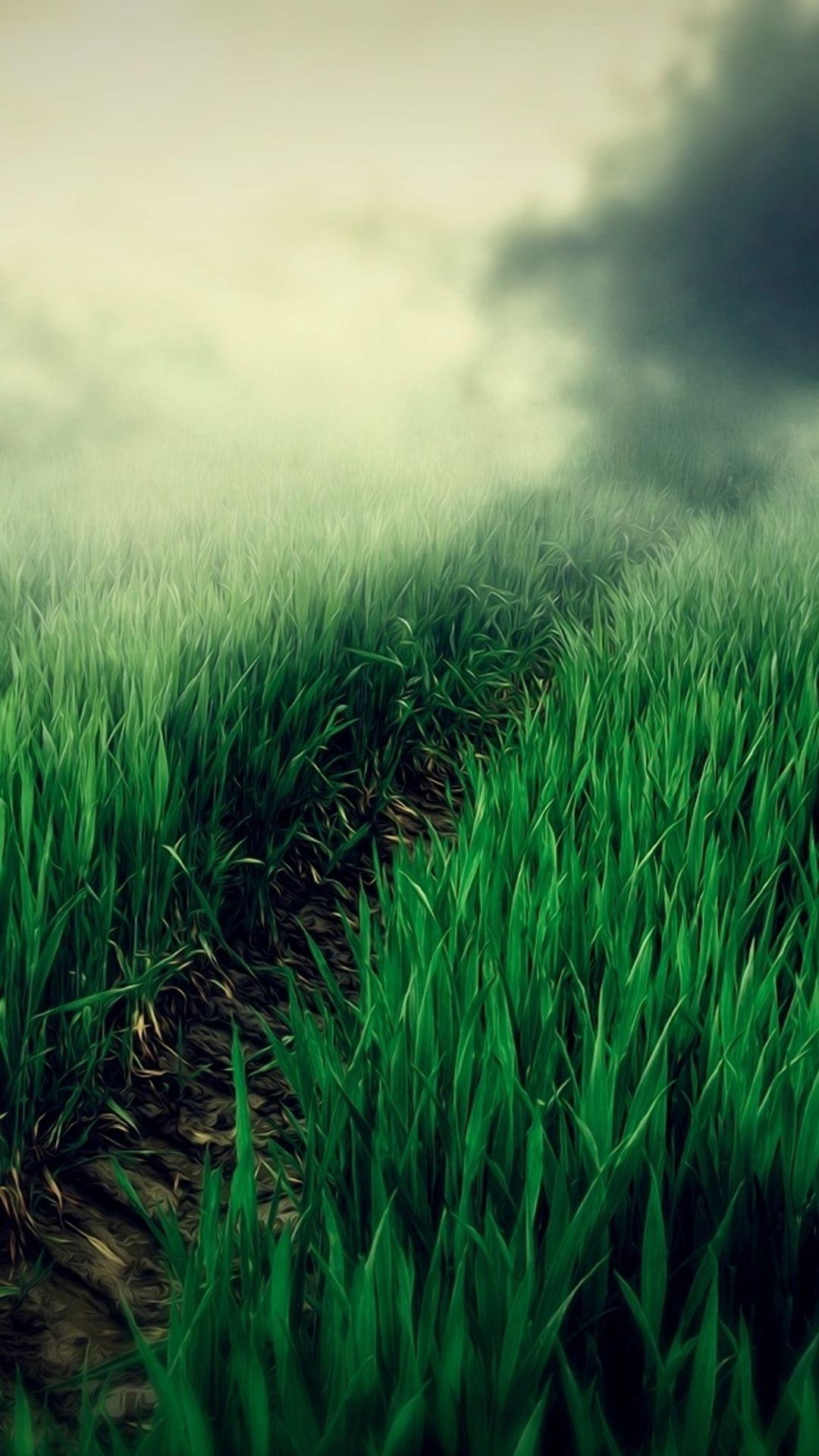 Foggy Field Wallpapers - Top Free Foggy Field Backgrounds - WallpaperAccess