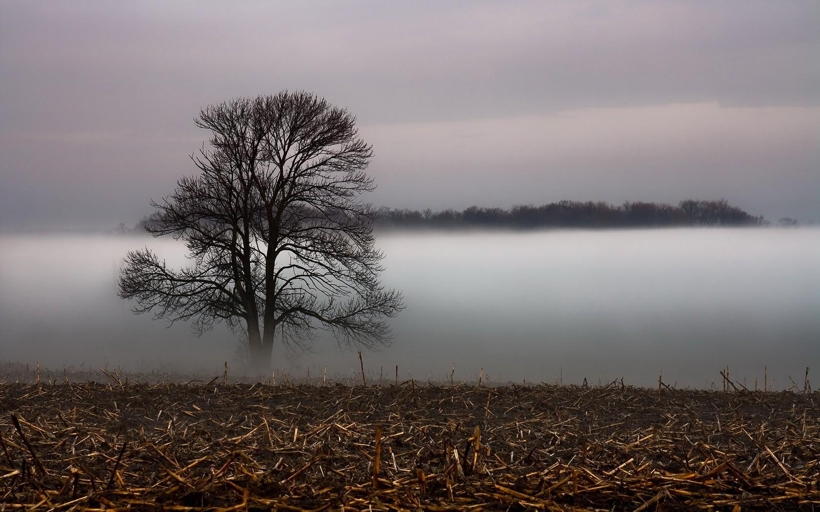 1680x1050 landscape, Fog, Mist, Tree, Field Wallpaper HD / Desktop and Mobile Background