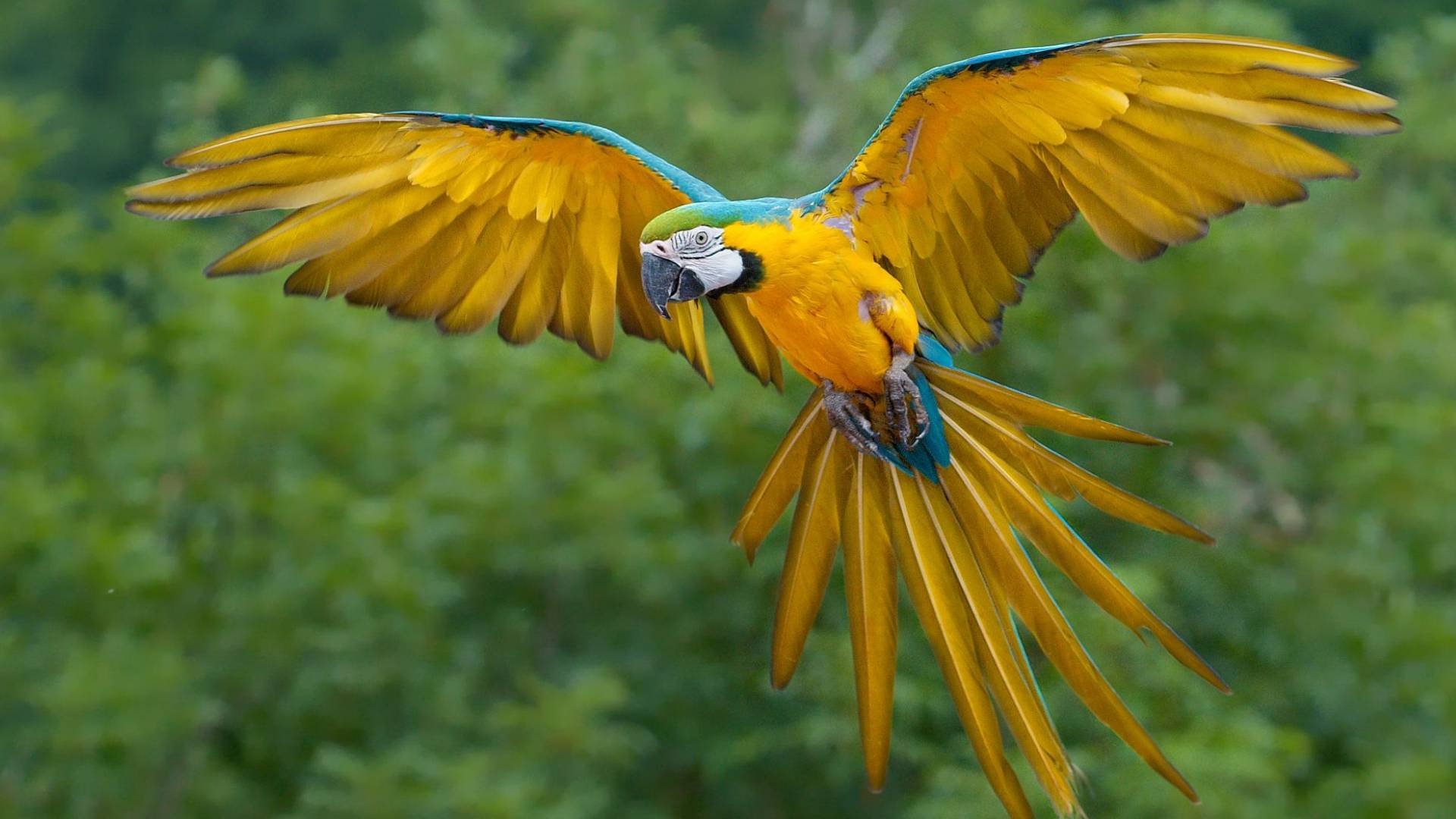 1920x1080 Wallpaper.wiki Blue And Gold Bird Desktop Background PIC WPB002074