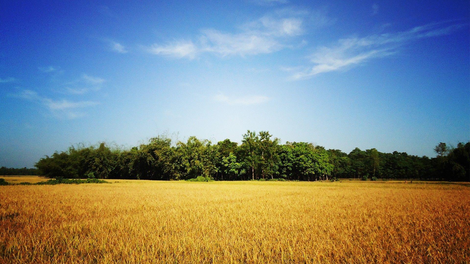 1920x1080 phong cảnh thiên nhiên vàng bangladesh bầu trời xanh bầu trời làng hình nền