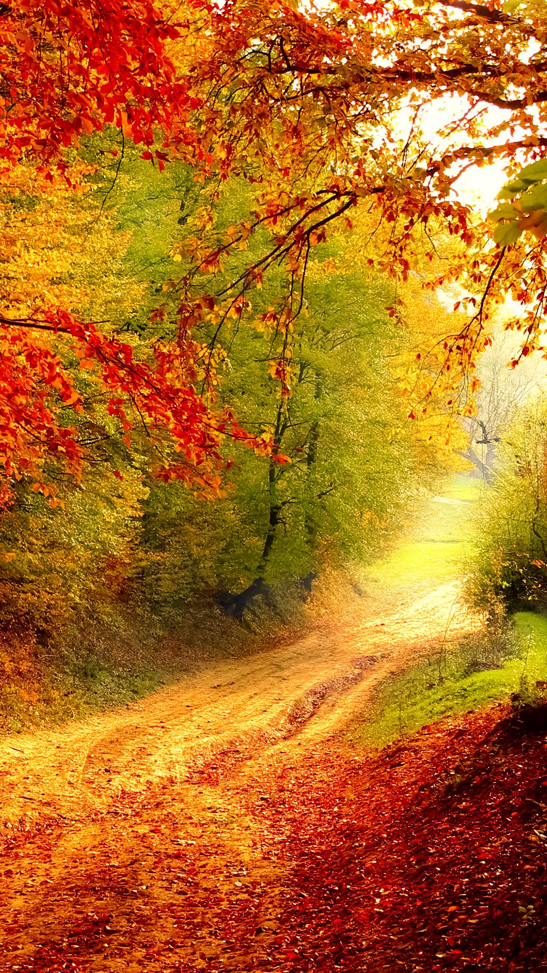 1080x1920 Free HD Autumn Bend Phone Wallpaper.6526