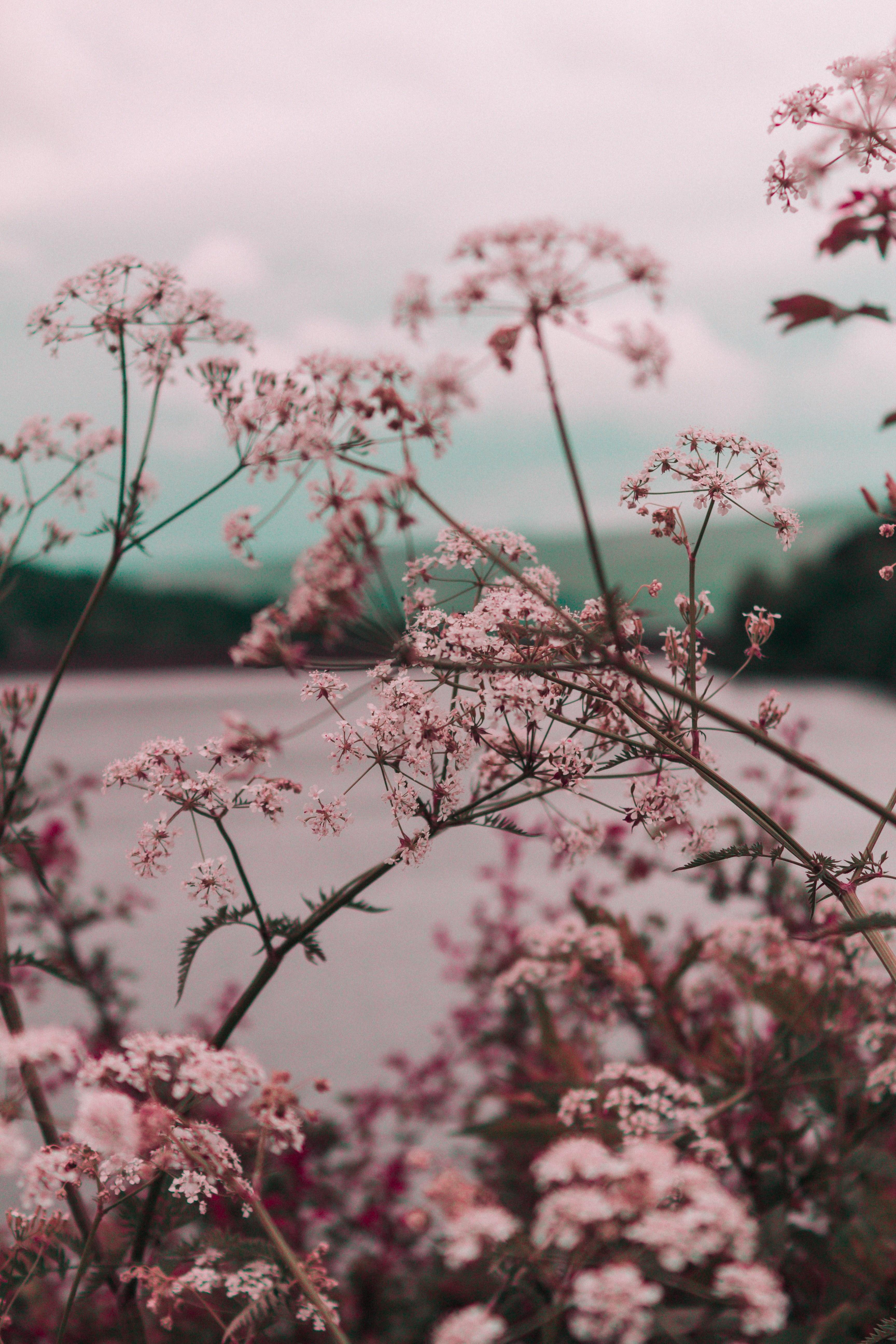 3456x5184 Wallpaper / a canopy of light pink flowers on long branches over a lake, isolated beauty 4k wallpaper free download