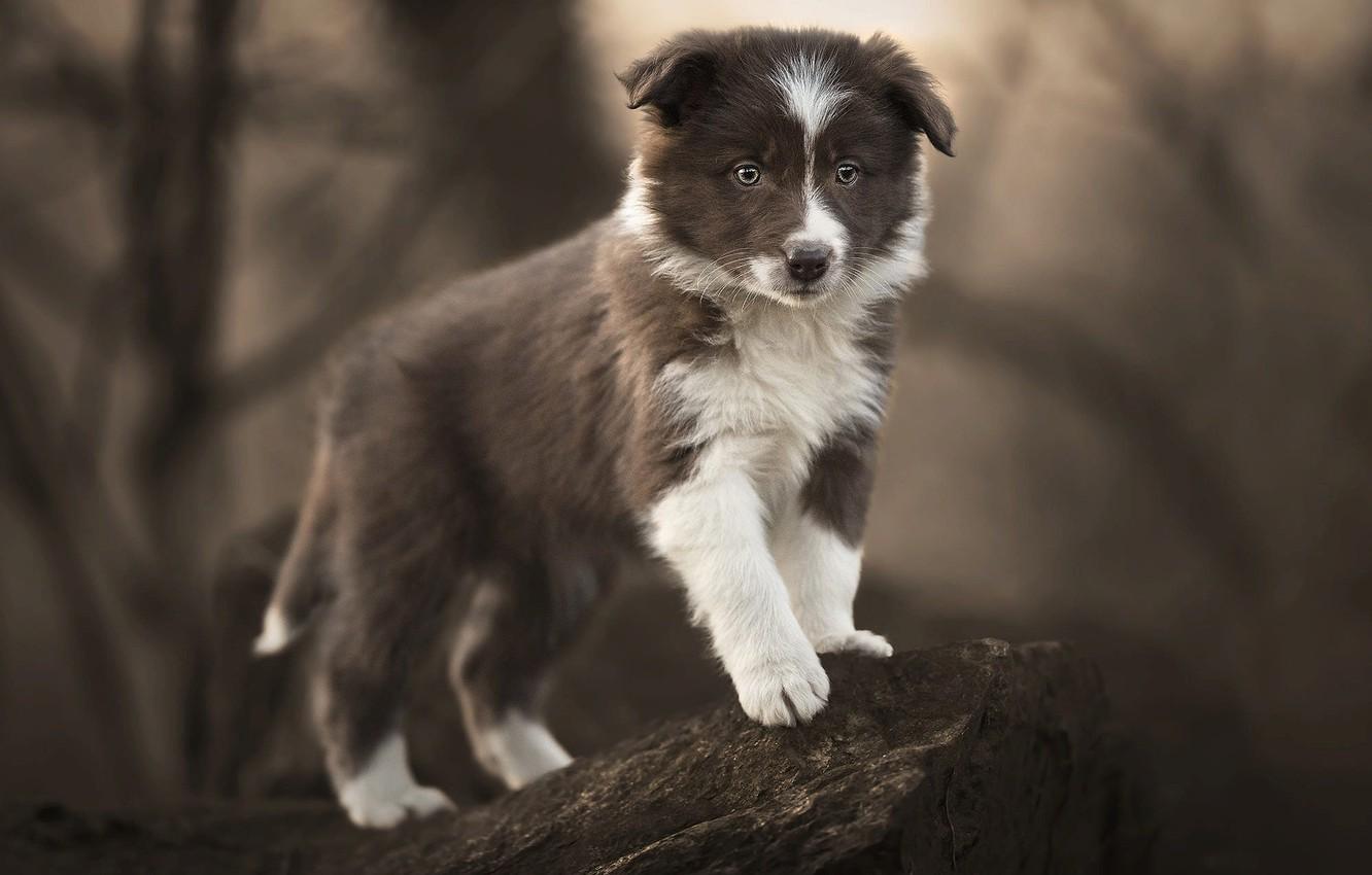 1332x850 Border Collie Puppies Wallpaper