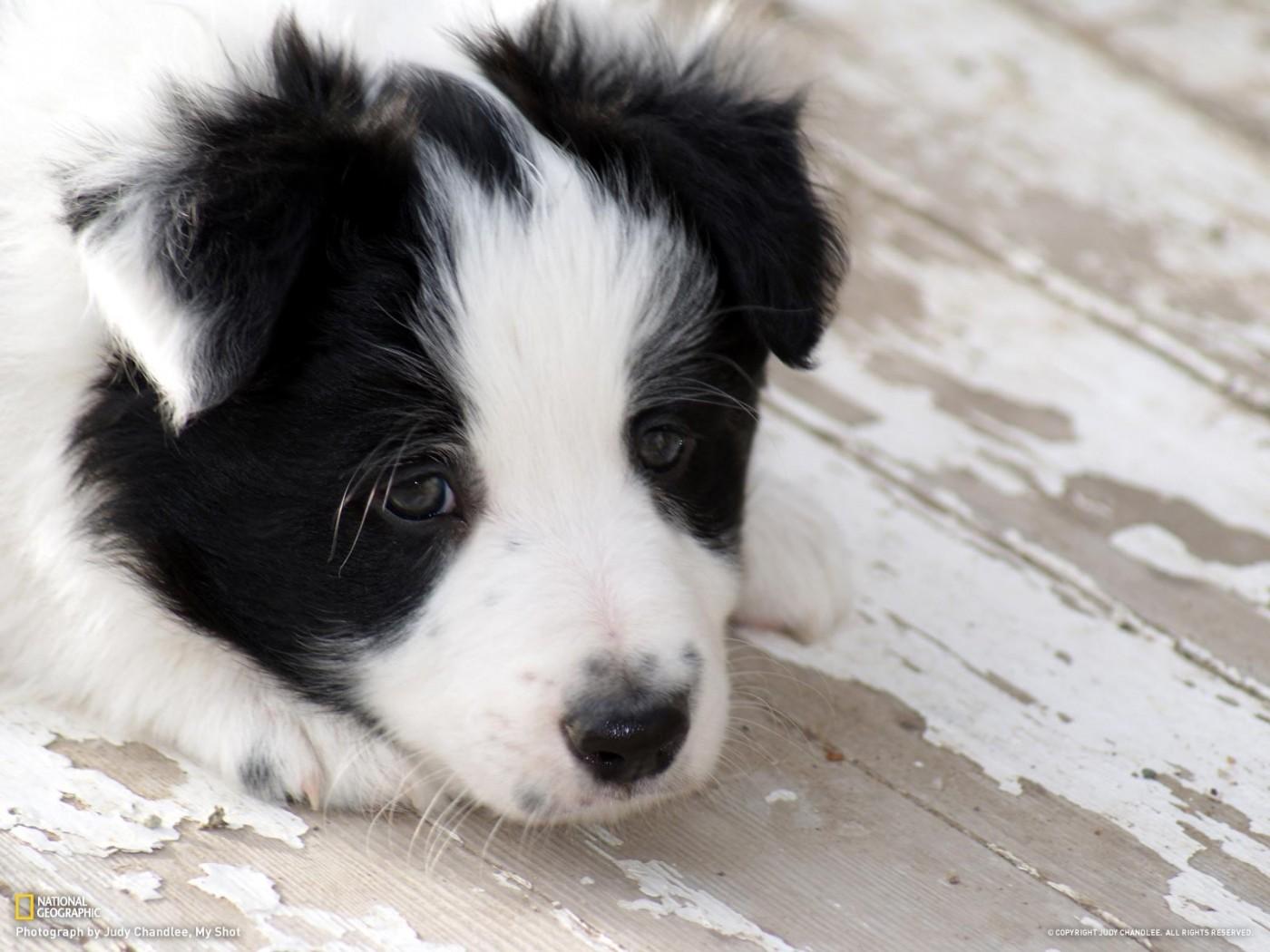 1400x1050 Border Collie Puppy HD Wallpaper for Desktop and Mobiles 1400x1050