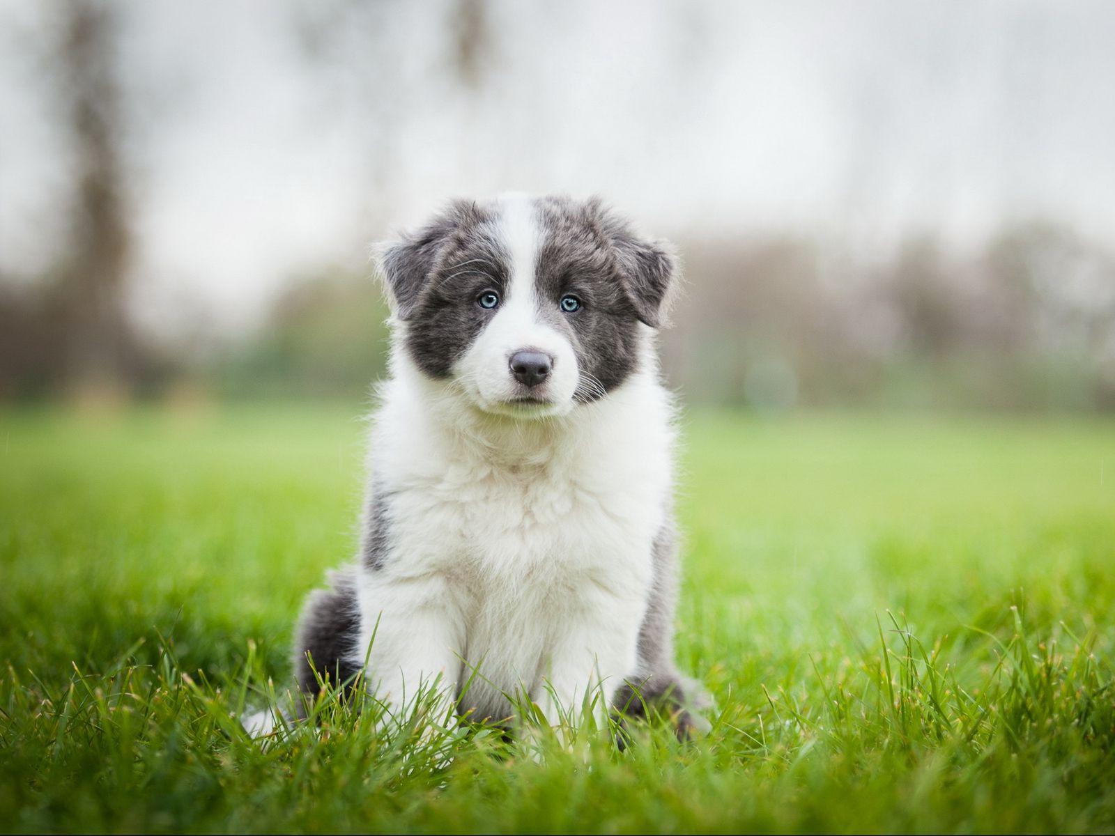 1600x1200 Download wallpaper 1600x1200 border collie, puppy, sit, grass standard 4:3 HD background