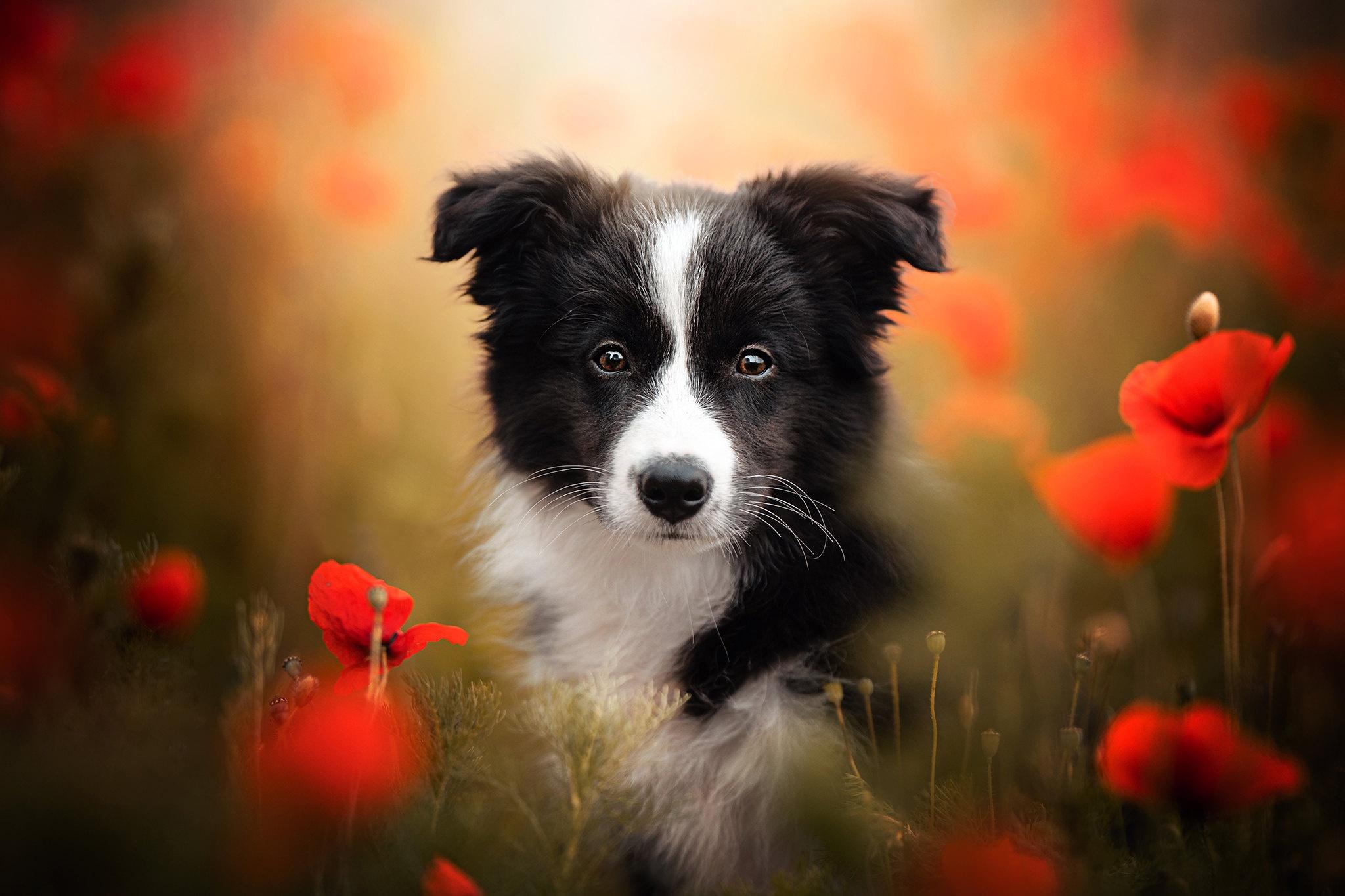 2048x1365 Border Collie HD Wallpaper