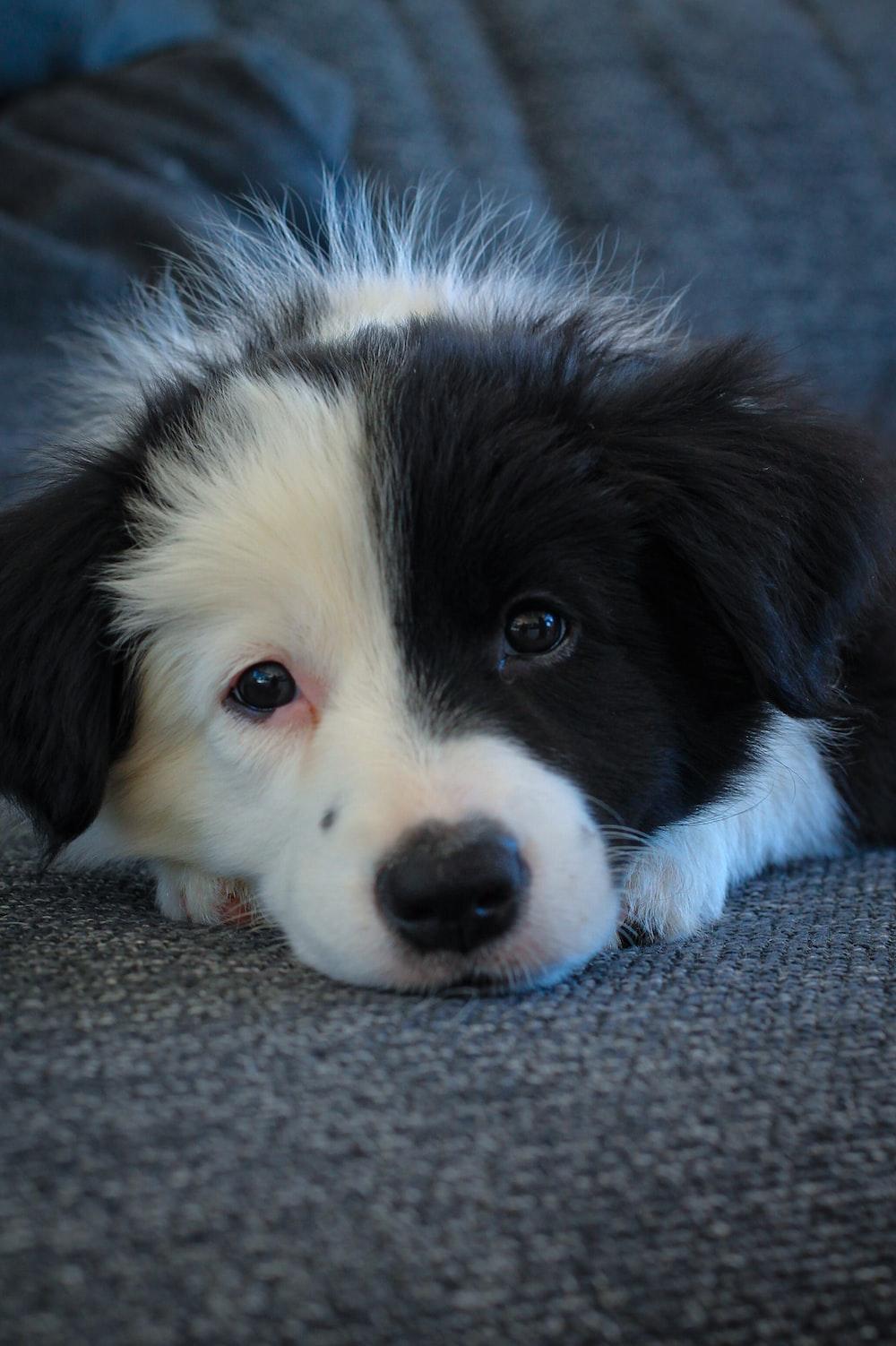 1000x1502 black and white border collie puppy lying on gray carpet photo