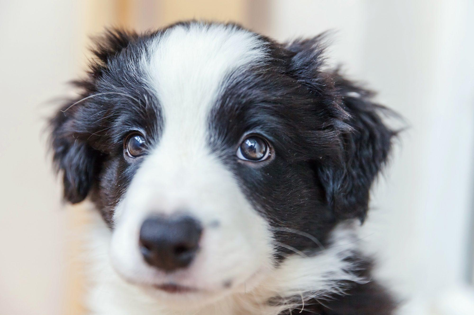 2000x1333 BBB Reveals the Latest Online Puppy Scams
