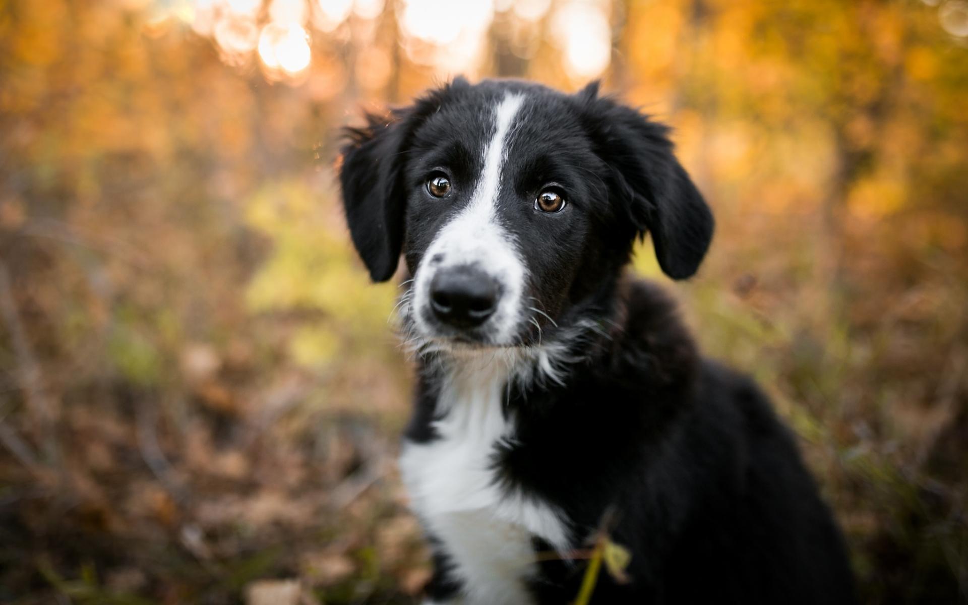 1920x1200 Download wallpaper Border Collie, autumn, cute animals, black dog, puppy, pets, bokeh, black border collie, dogs, Border Collie Dog for desktop with resolution 1920x1200. High Quality HD picture wallpaper