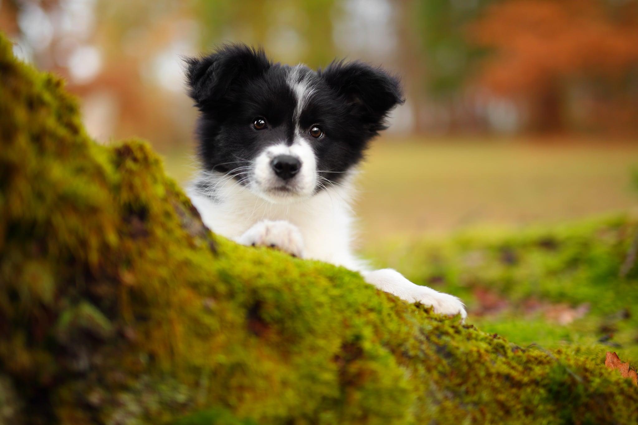 2048x1365 Cute Picture of Border Collies