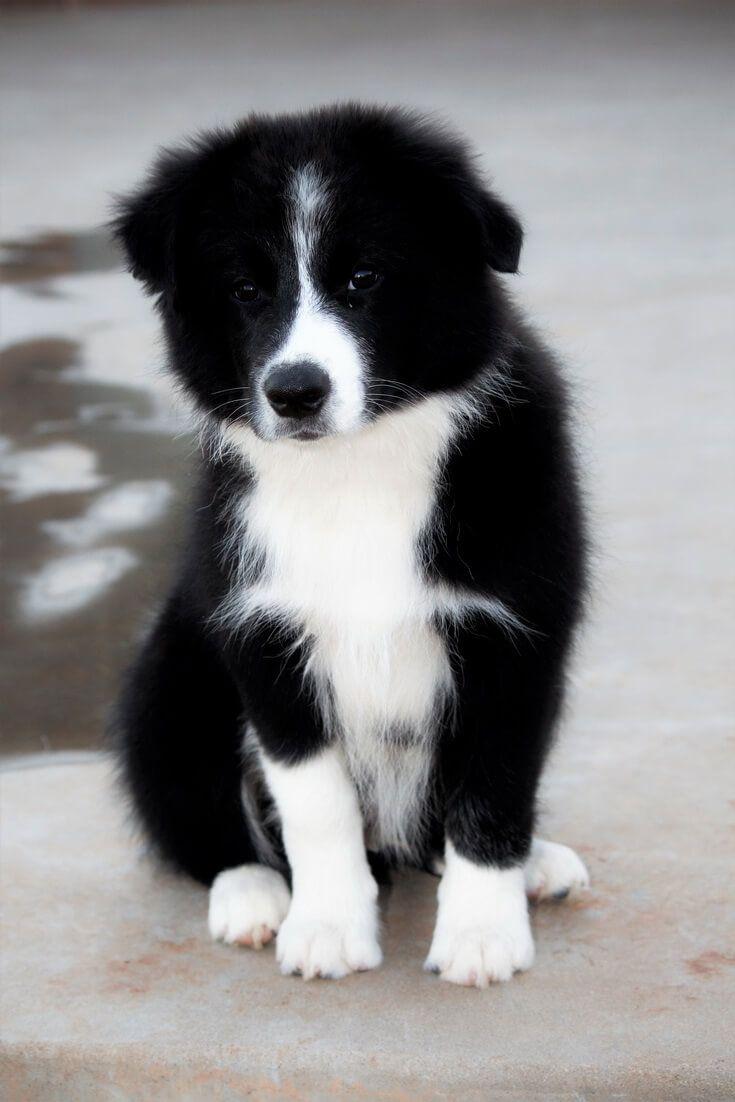 735x1102 Afghan Hound vs Border Collie?. Border collie, Collie, Border collie puppies