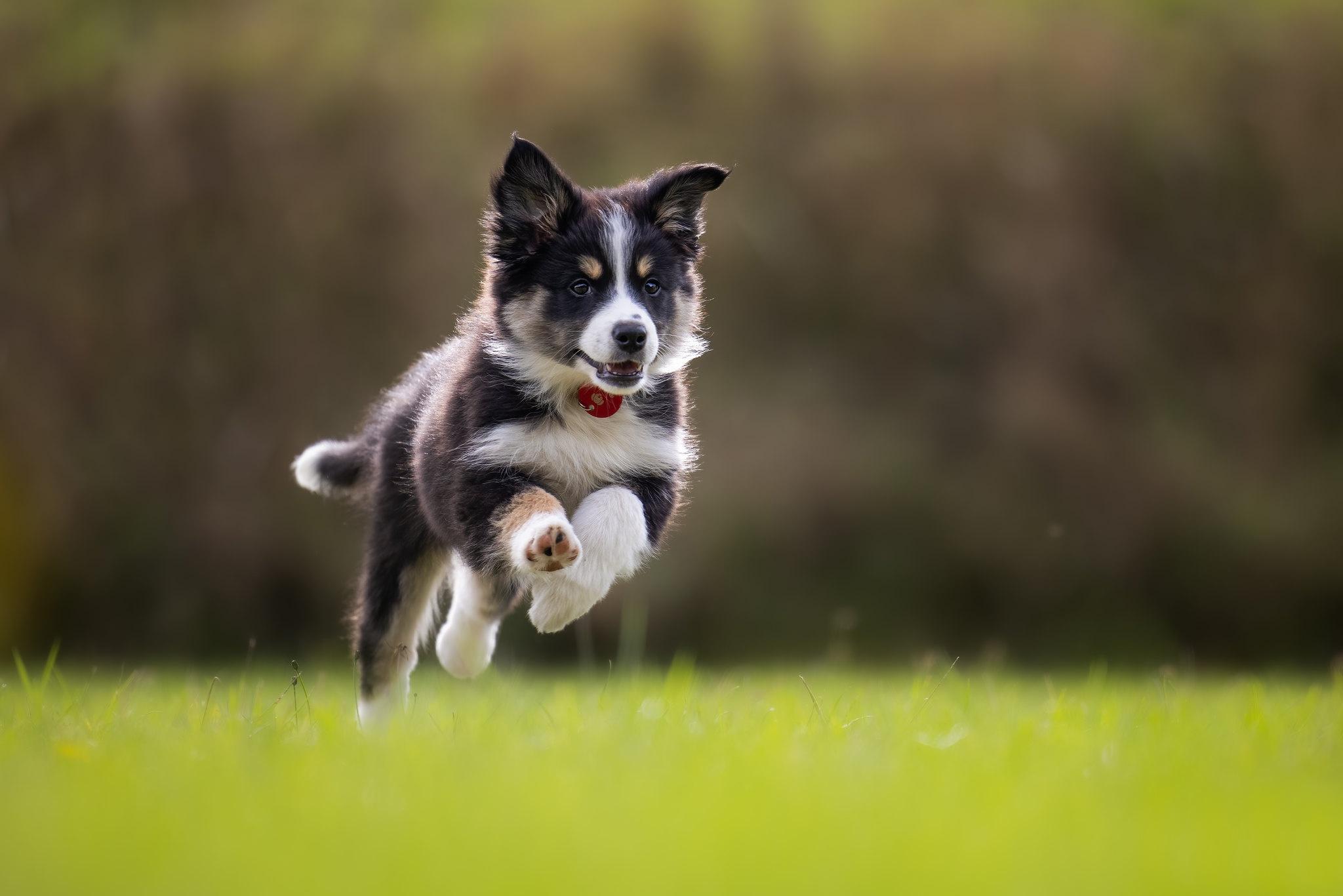 2048x1366 Picture puppies Border Collie dog Running Jump Animals