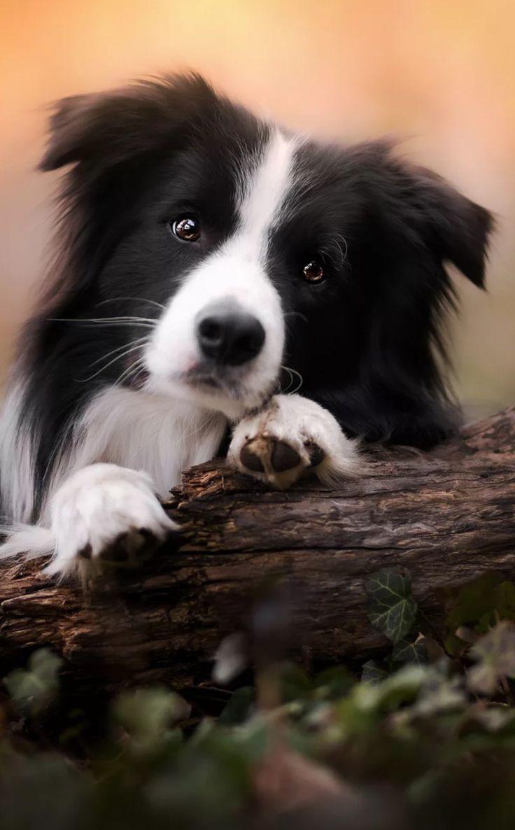 736x1186 Dogs. Border collie puppies, Big dog little dog, Collie puppies