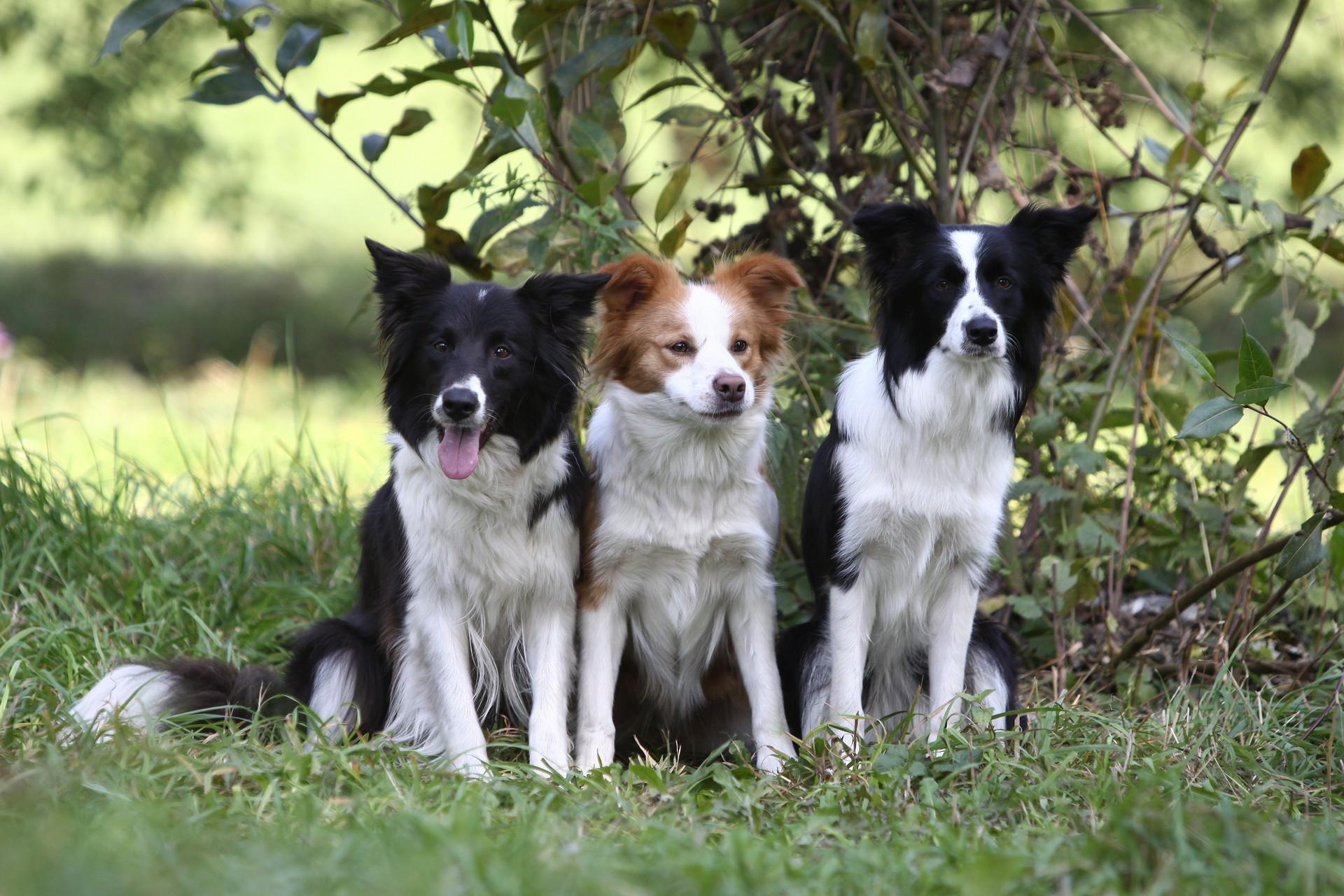 1920x1280 Border Collie HD Wallpaper and Background