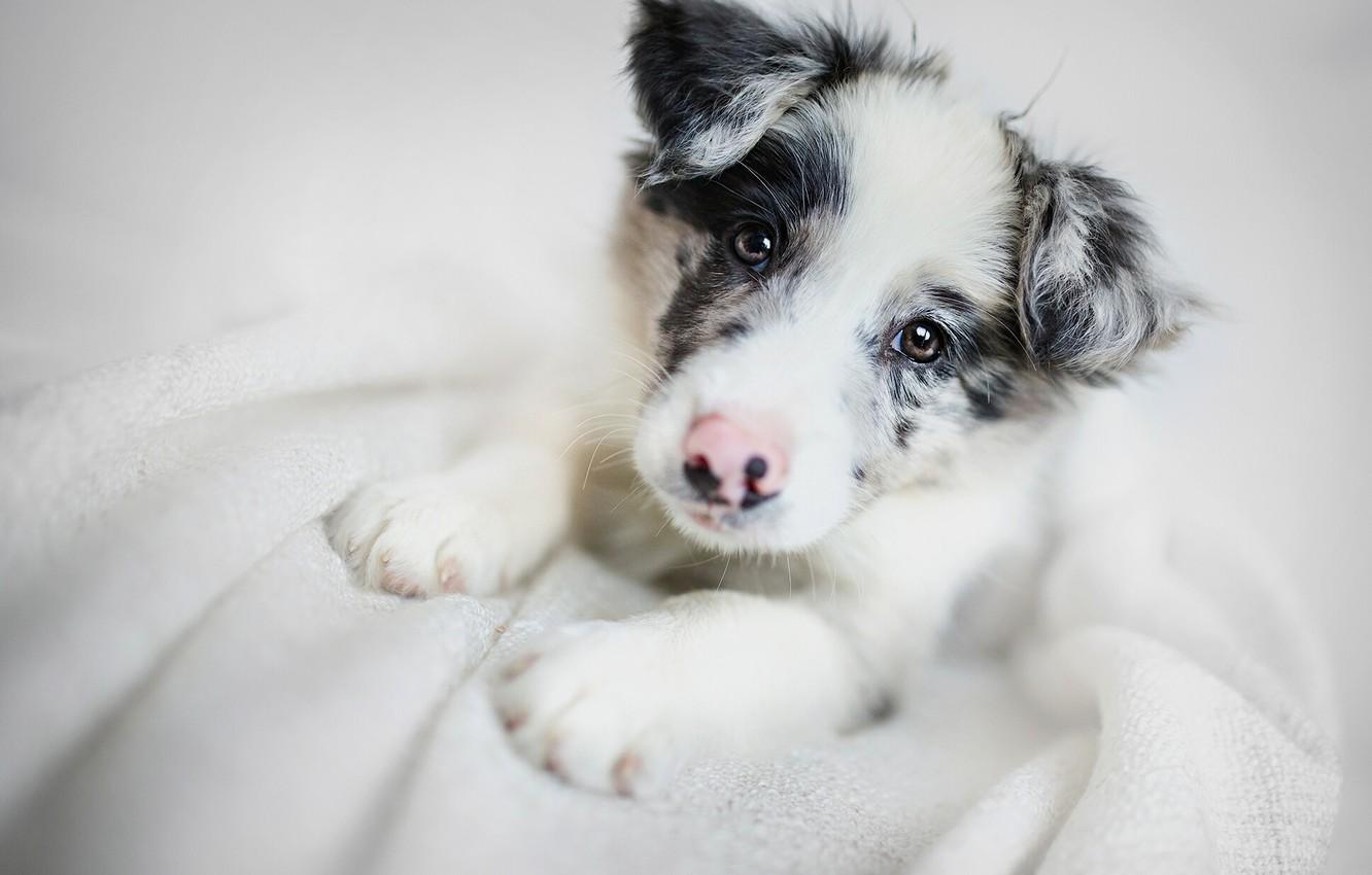 1332x850 Wallpaper look, face, dog, puppy, The border collie image for desktop, section собаки