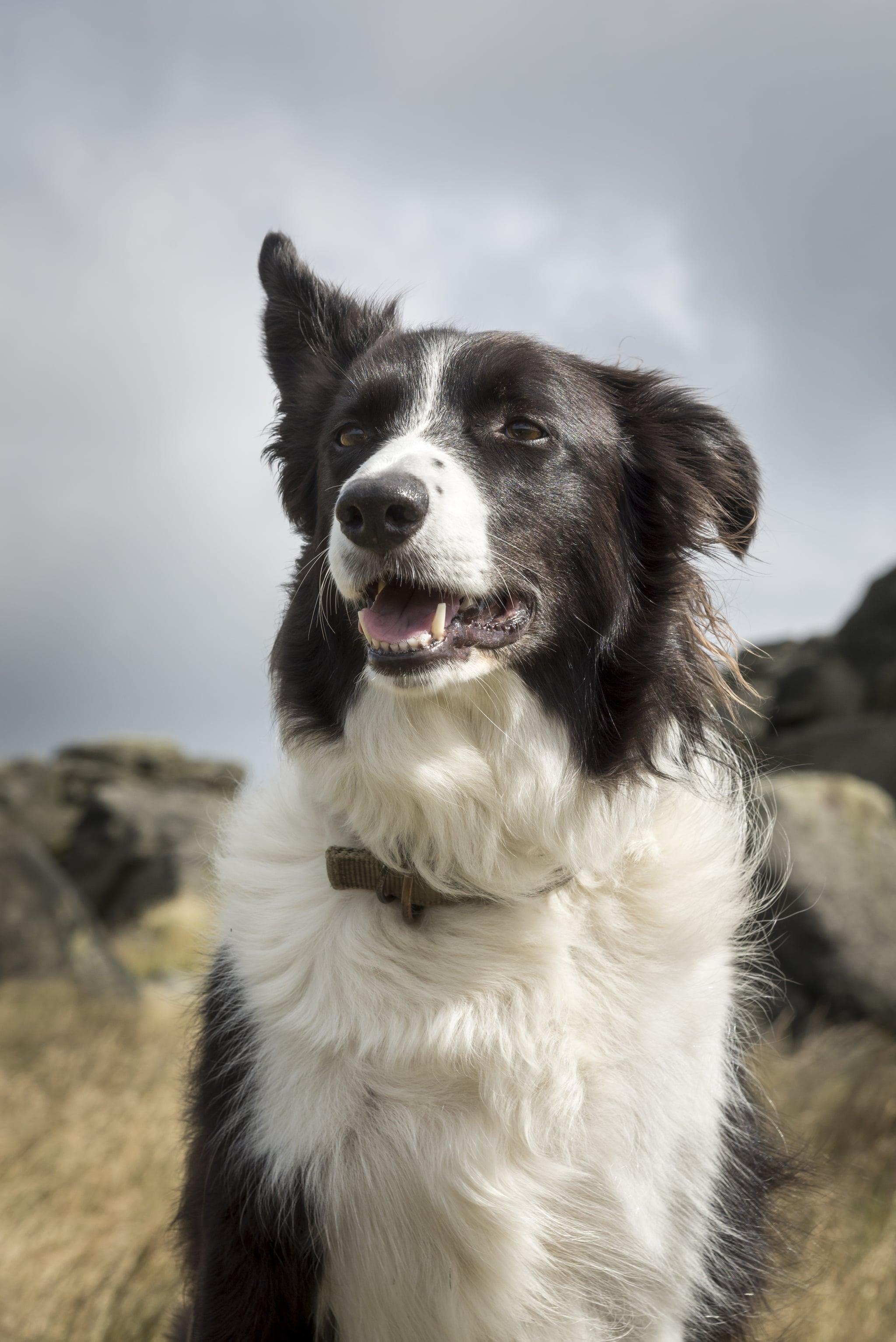 2048x3068 Cute Picture of Border Collies