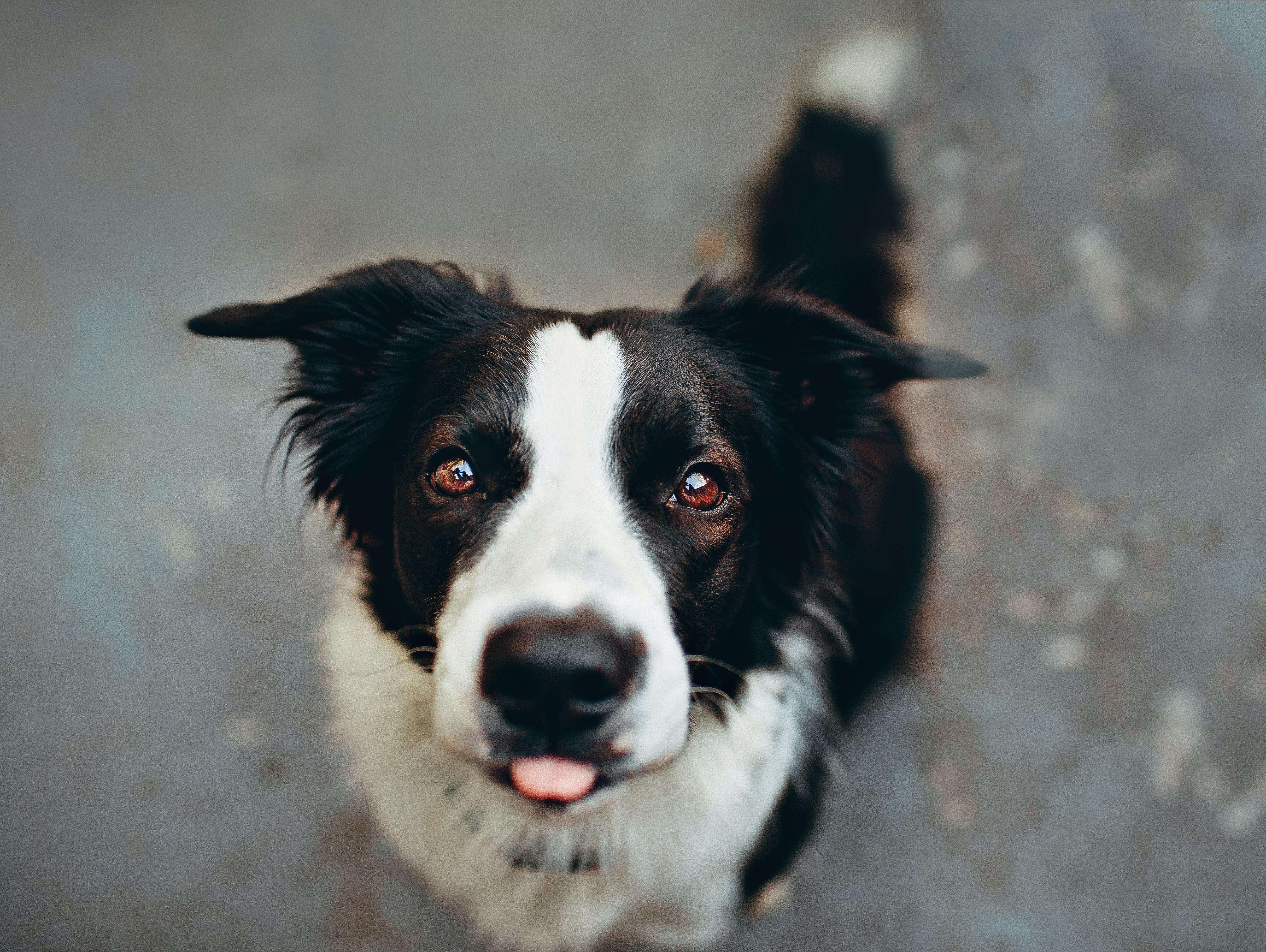 4848x3648 Border Collie Photo, Download Free Border Collie & HD Image