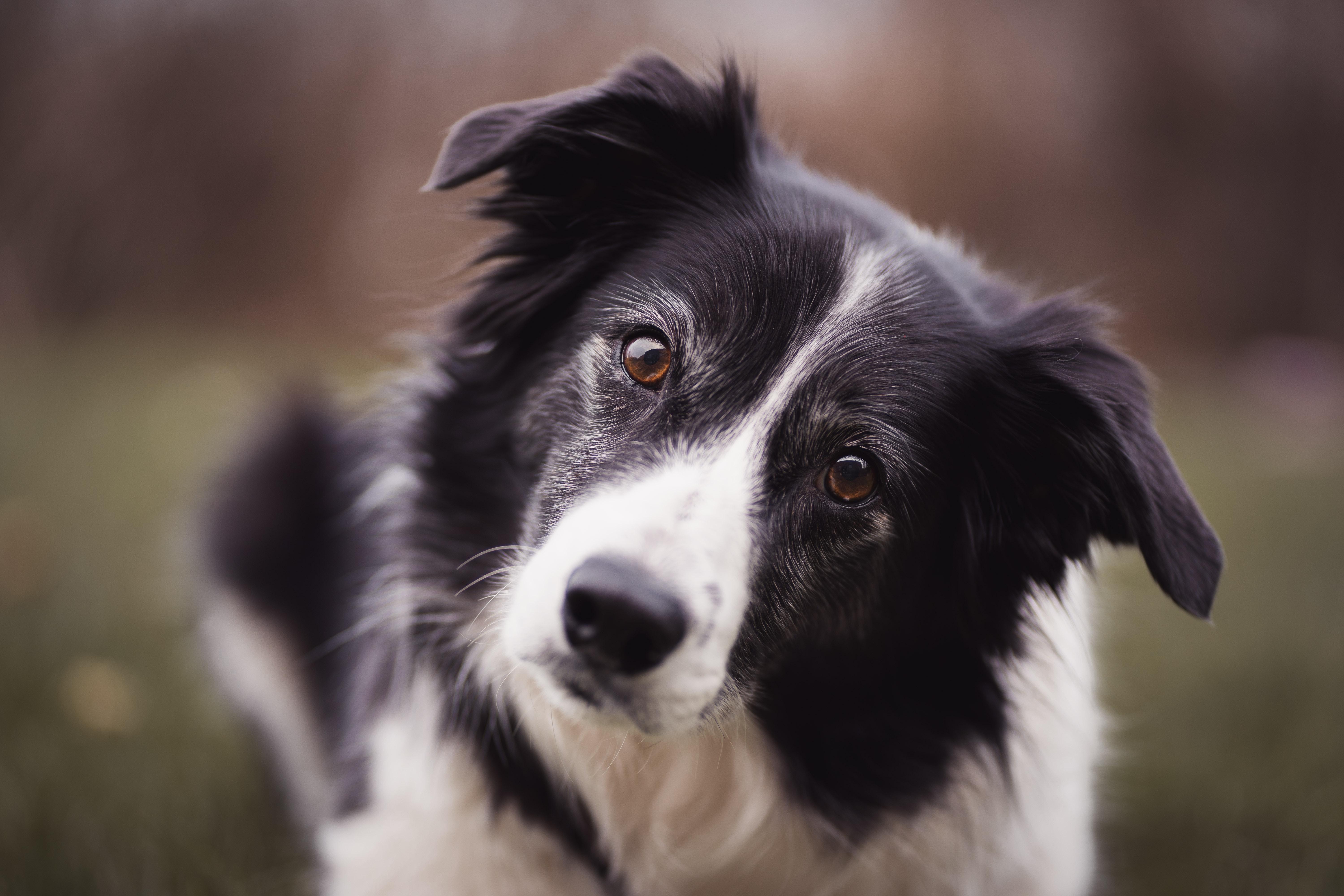 6000x4000 Border Collie Photo, Download Free Border Collie & HD Image