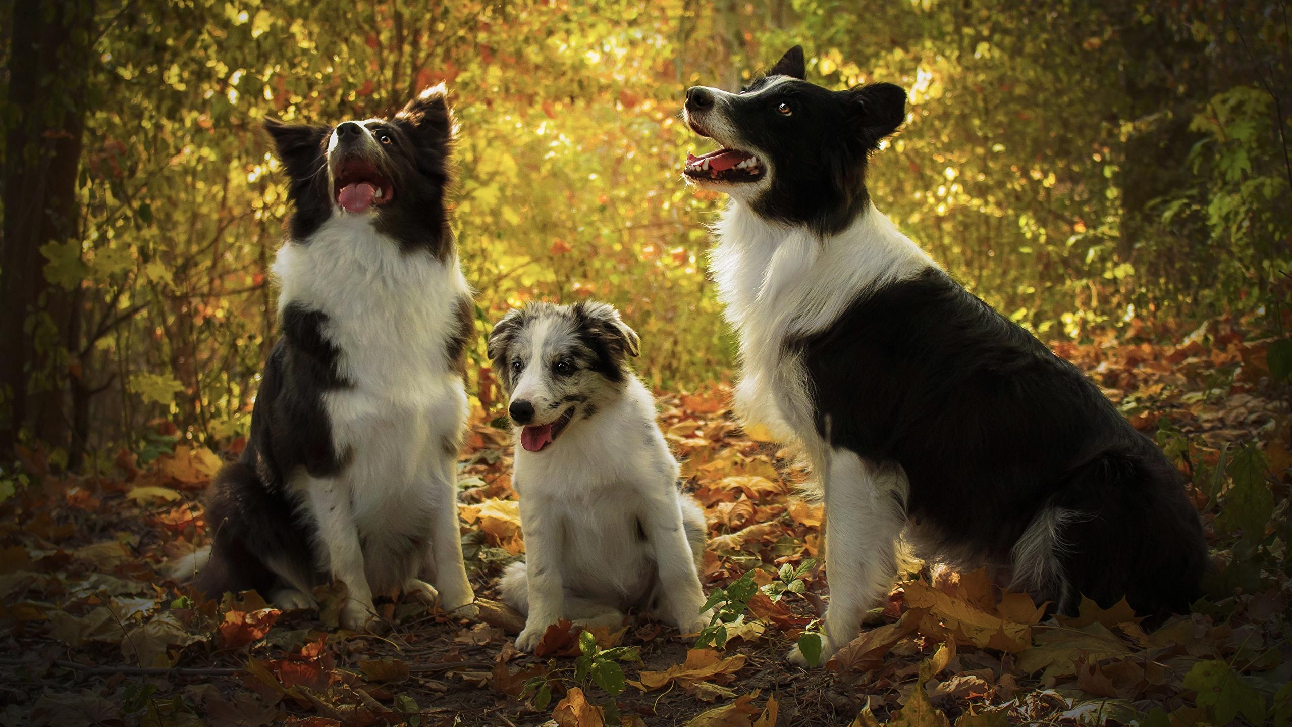 2560x1440 Photos puppies Border Collie dog Three 3 Animals 2560x1440